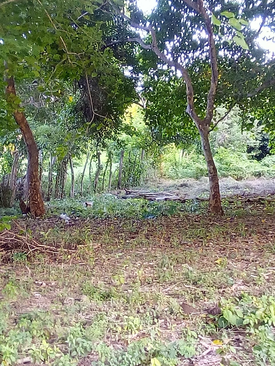 Lote en Venta, Tierra Bomba, Cartagena.