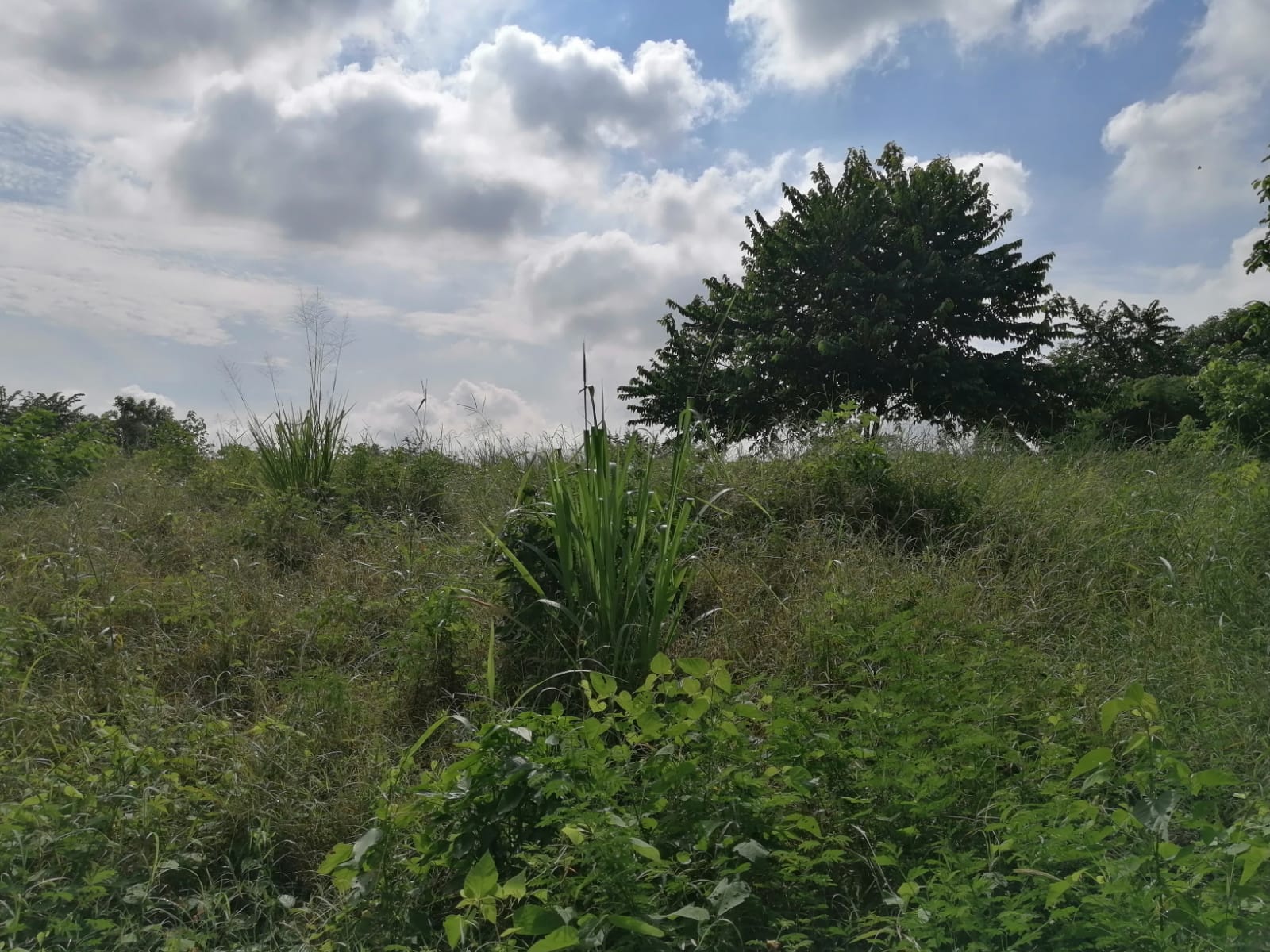 LOTE EN VENTA TURBANA  - BOLIVAR