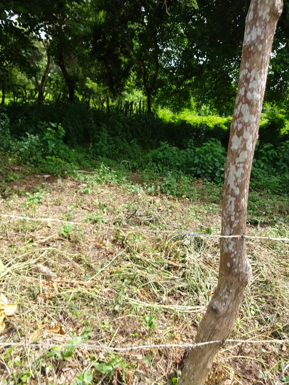 Lote en Venta, Tierra Bomba, Cartagena.