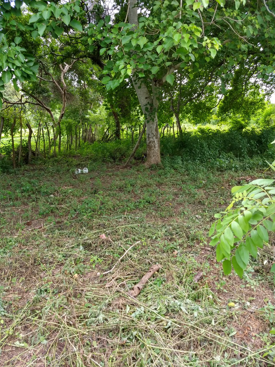 Lote en Venta, Tierra Bomba, Cartagena.