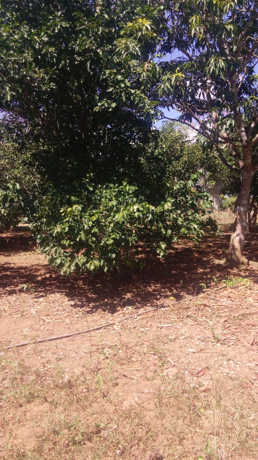 FINCA EN VENTA, GAMBOTE - CARTAGENA