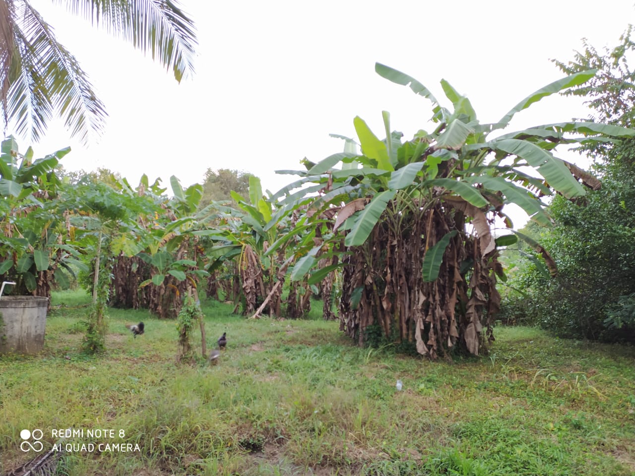 FINCA EN VENTA, GAMBOTE - CARTAGENA