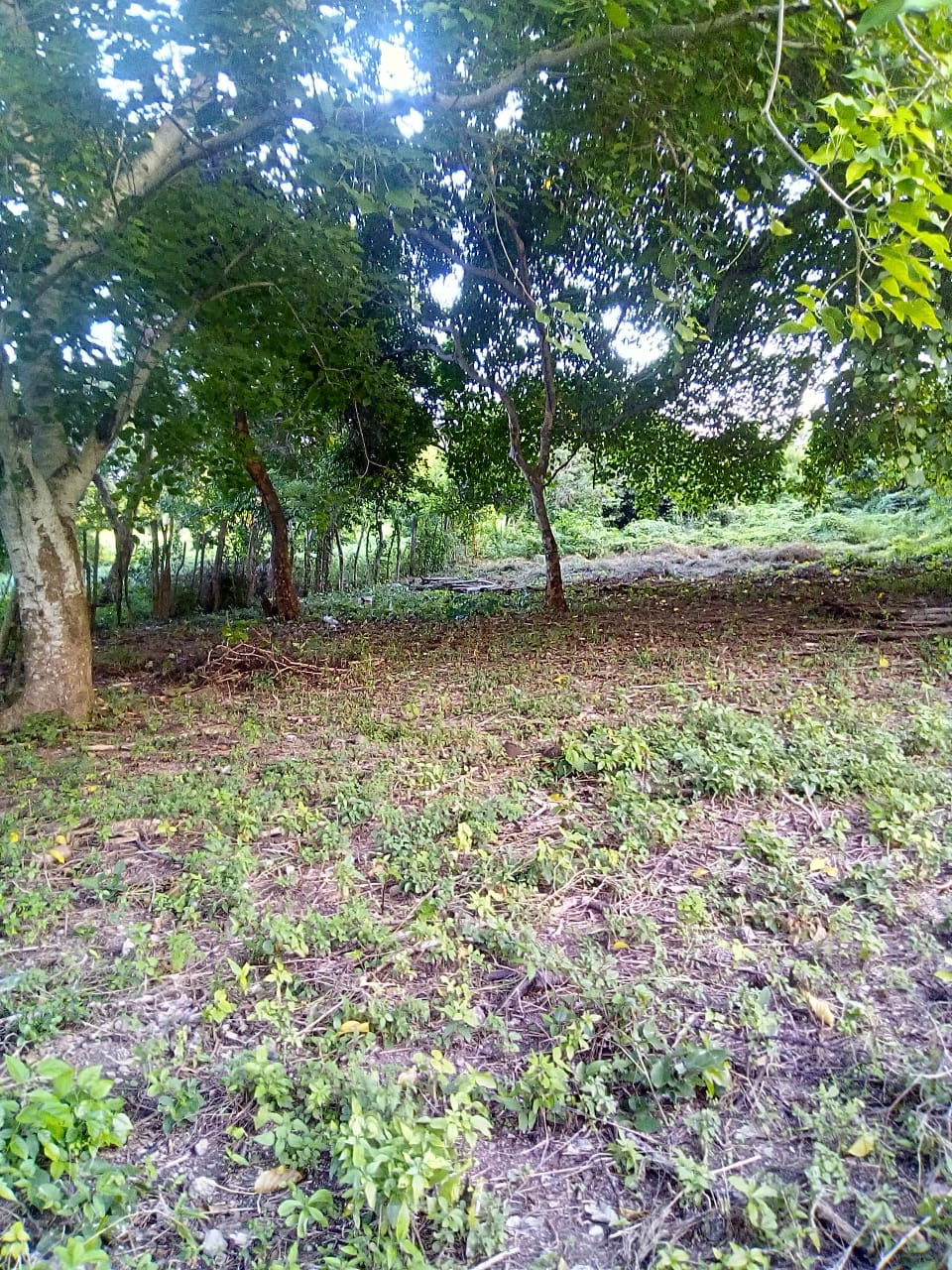 Lote en Venta, Tierra Bomba, Cartagena.
