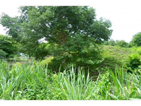 LOTE EN VENTA, TURBACO - CARTAGENA