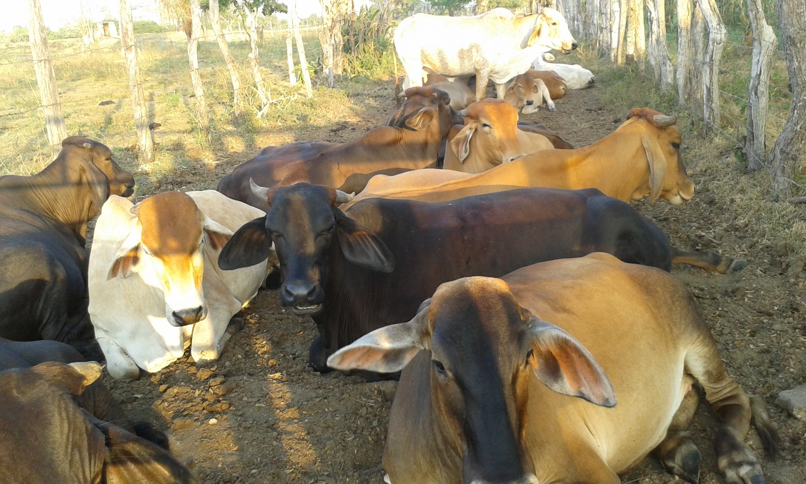 FINCA EN ARRIENDO MAHATES - CARTAGENA