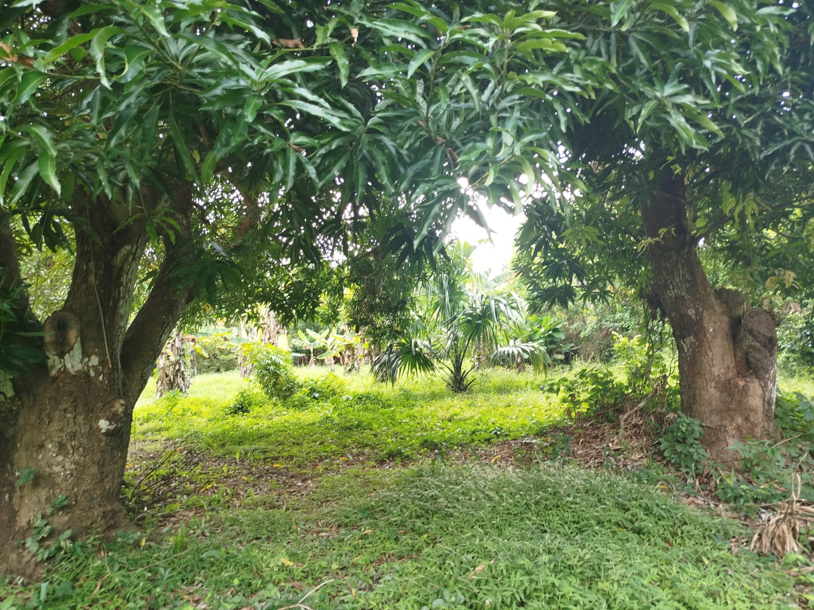 FINCA EN VENTA SANTA ROSA - CARTAGENA