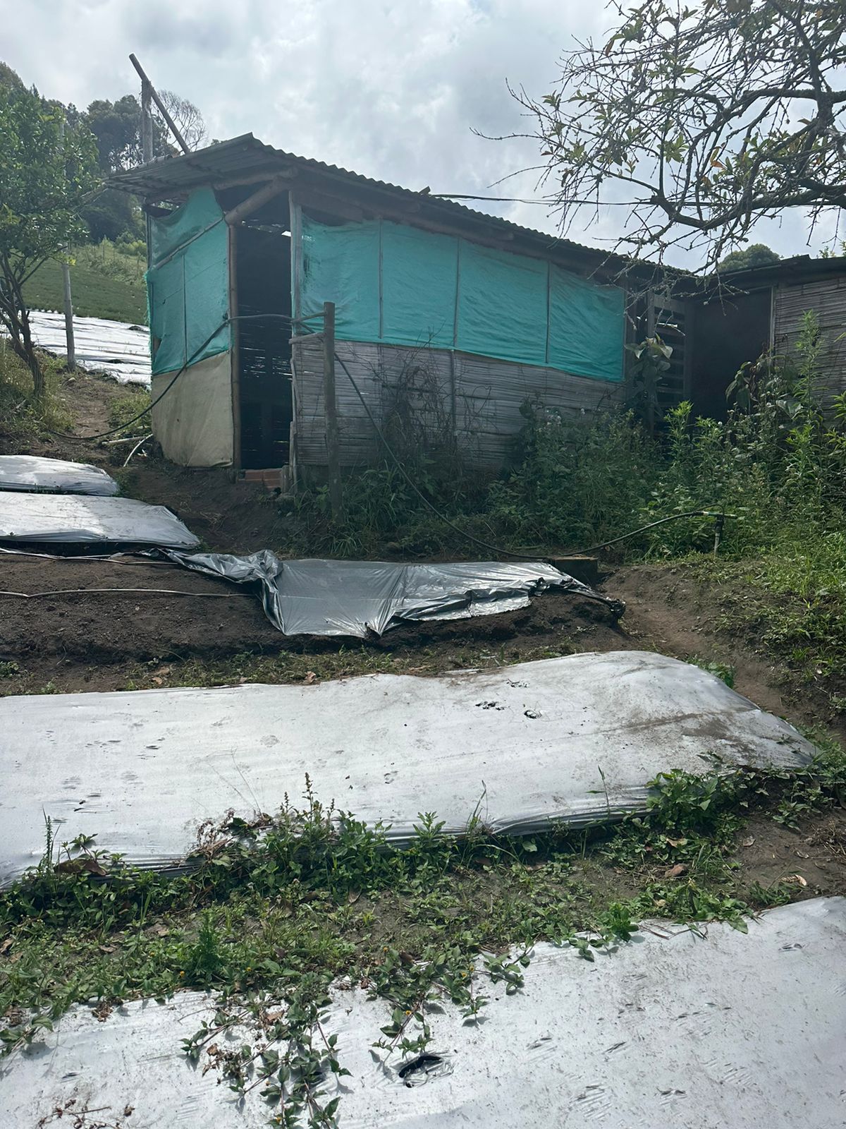 FINCA EN VENTA SECTOR VEREDA SANTO DOMINGO VILLAMARIA