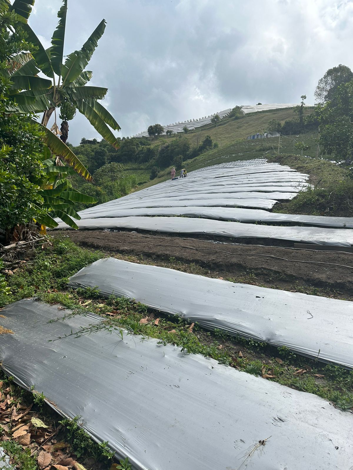 FINCA EN VENTA SECTOR VEREDA SANTO DOMINGO VILLAMARIA