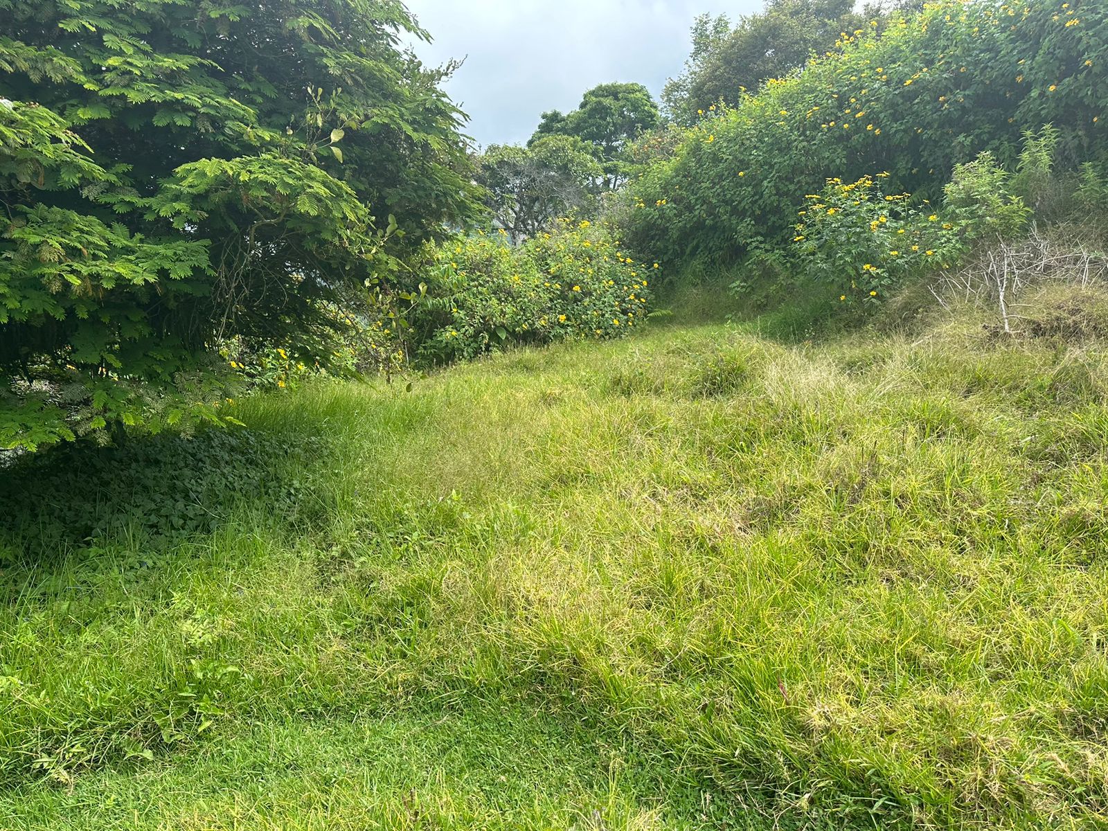 FINCA EN VENTA SECTOR VEREDA SANTO DOMINGO VILLAMARIA