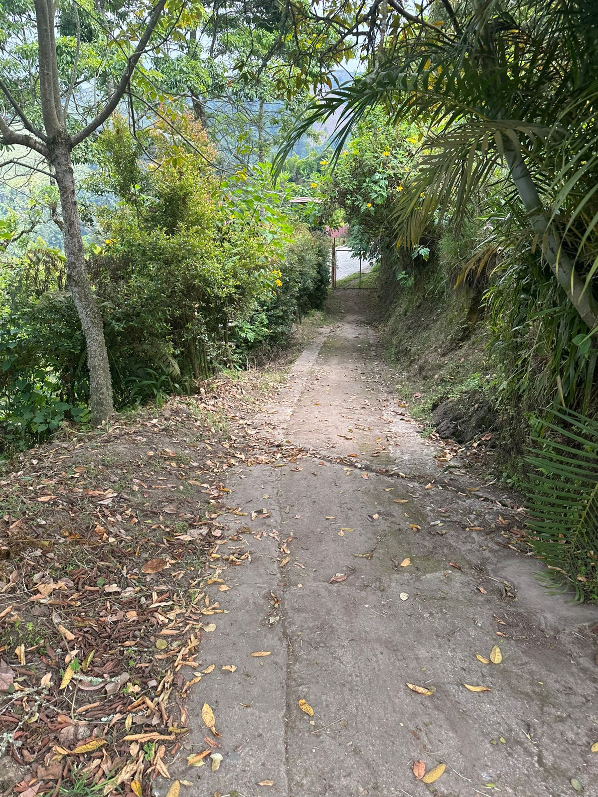 FINCA EN VENTA SECTOR VEREDA SANTO DOMINGO VILLAMARIA