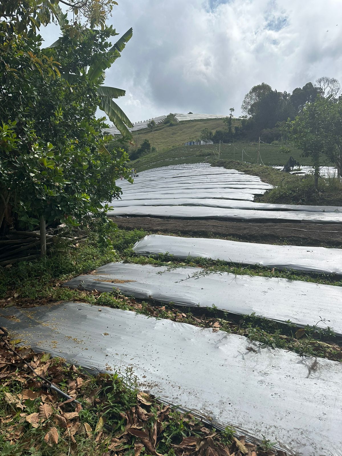 FINCA EN VENTA SECTOR VEREDA SANTO DOMINGO VILLAMARIA