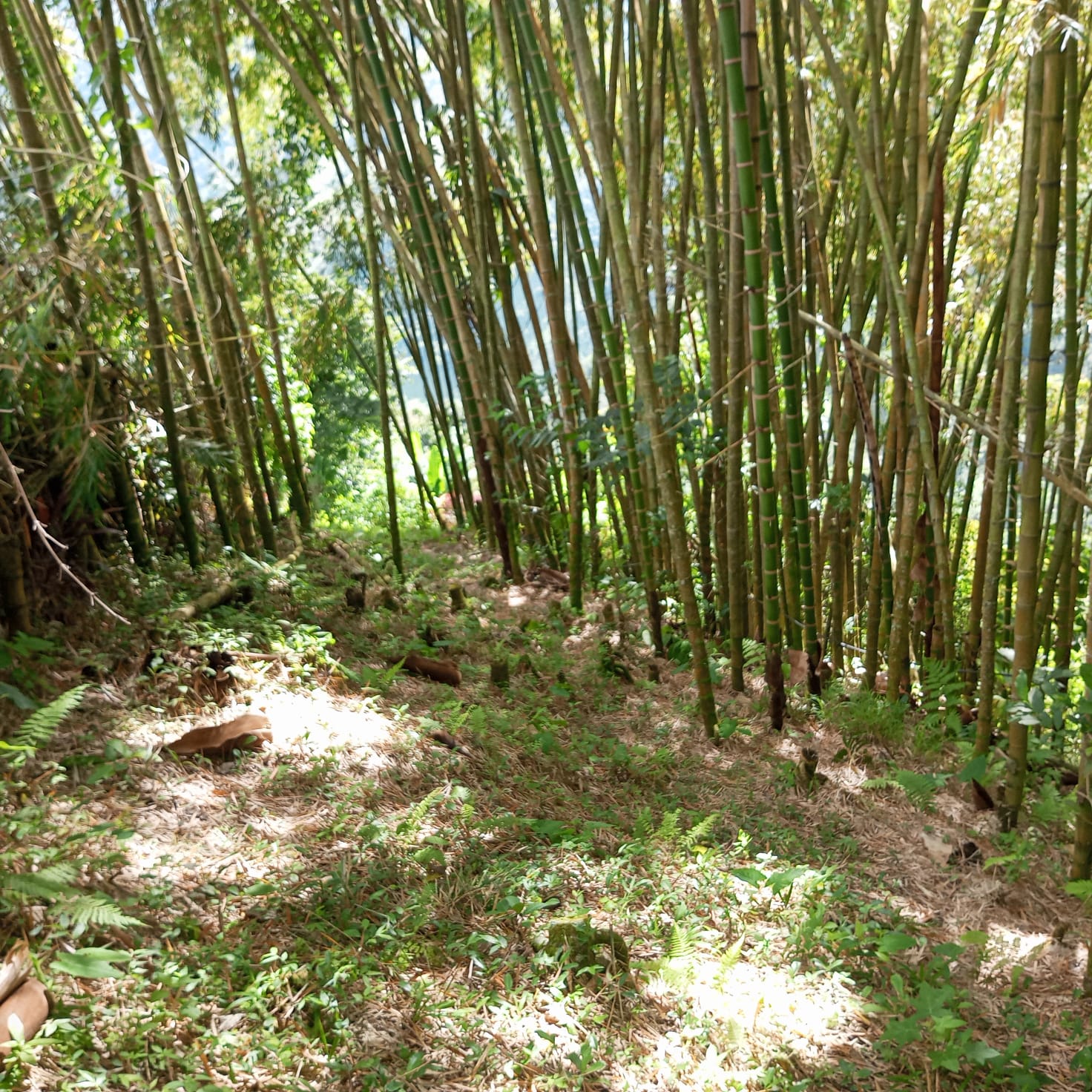 VENTA DE FINCA SECTOR LA CUCHILLA DEL SALADO