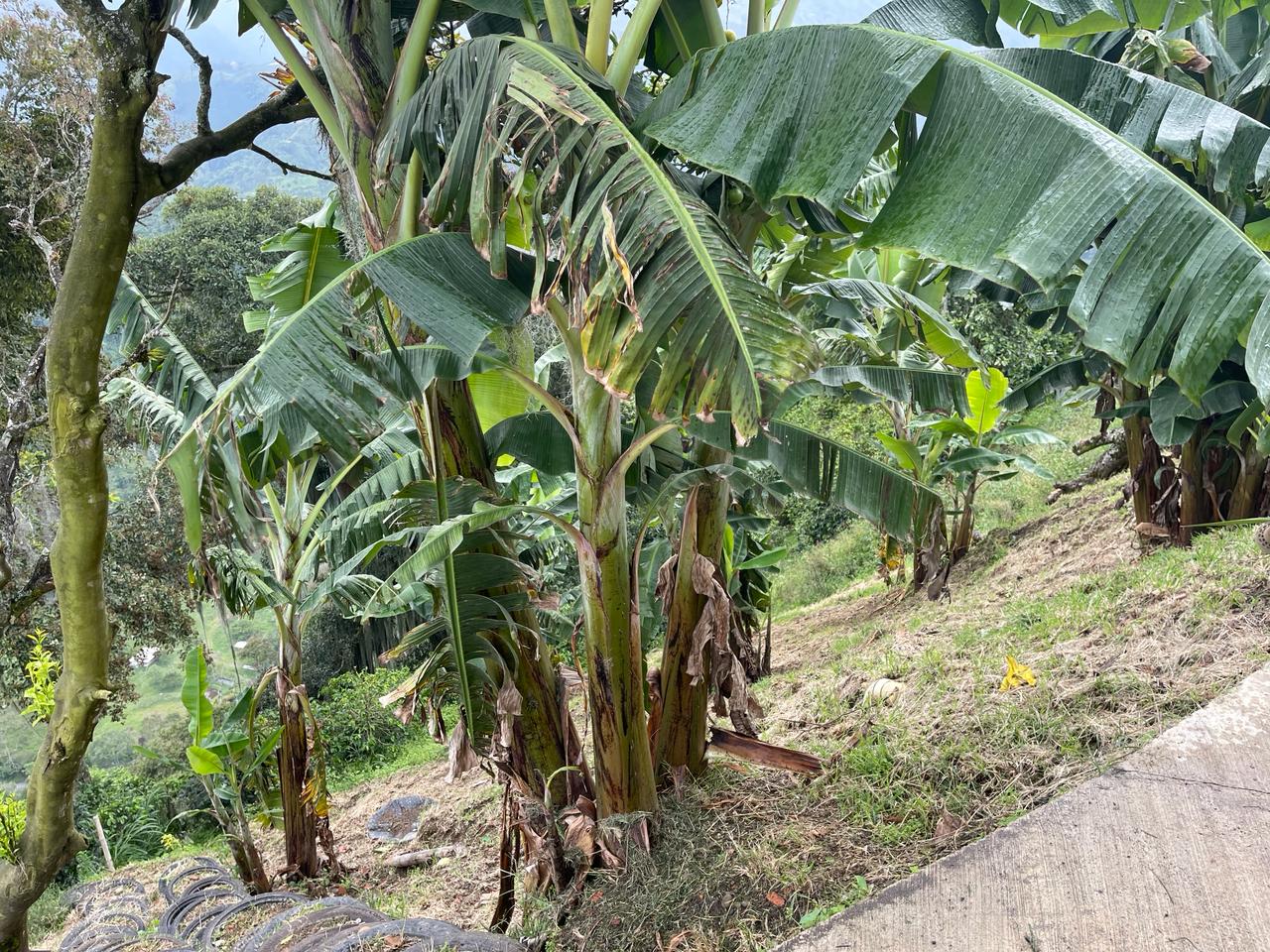 FINCA EN VENTA ALTO DEL NARANJO