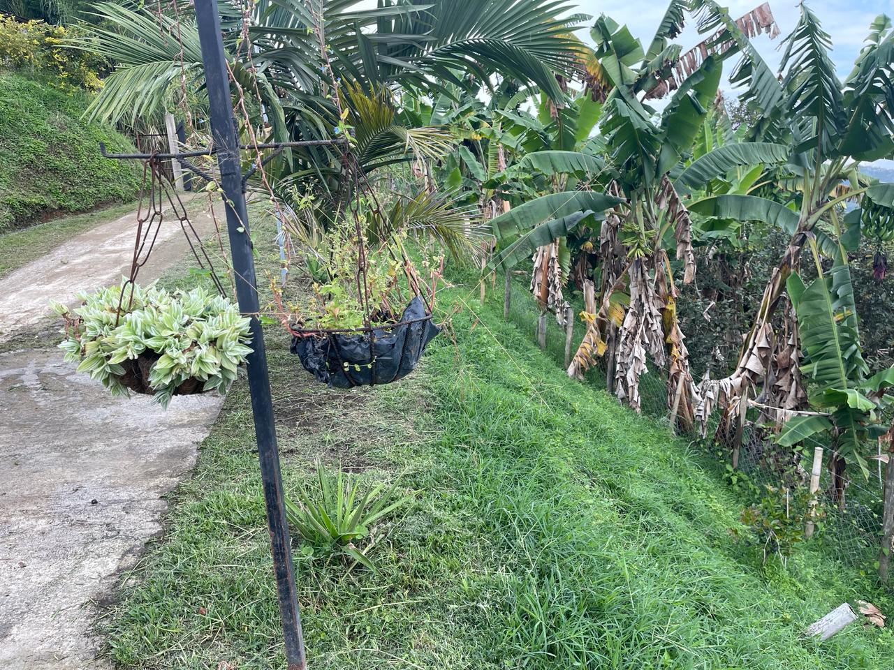 FINCA EN VENTA ALTO DEL NARANJO