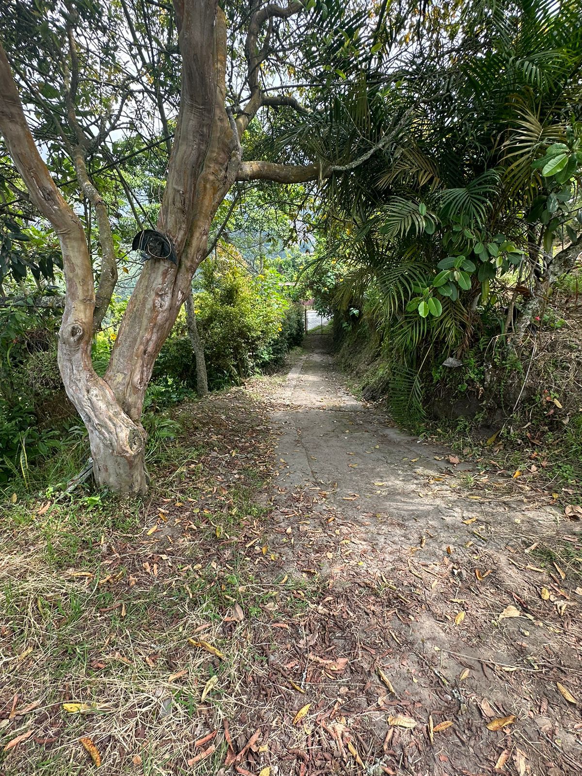 FINCA EN VENTA SECTOR VEREDA SANTO DOMINGO VILLAMARIA