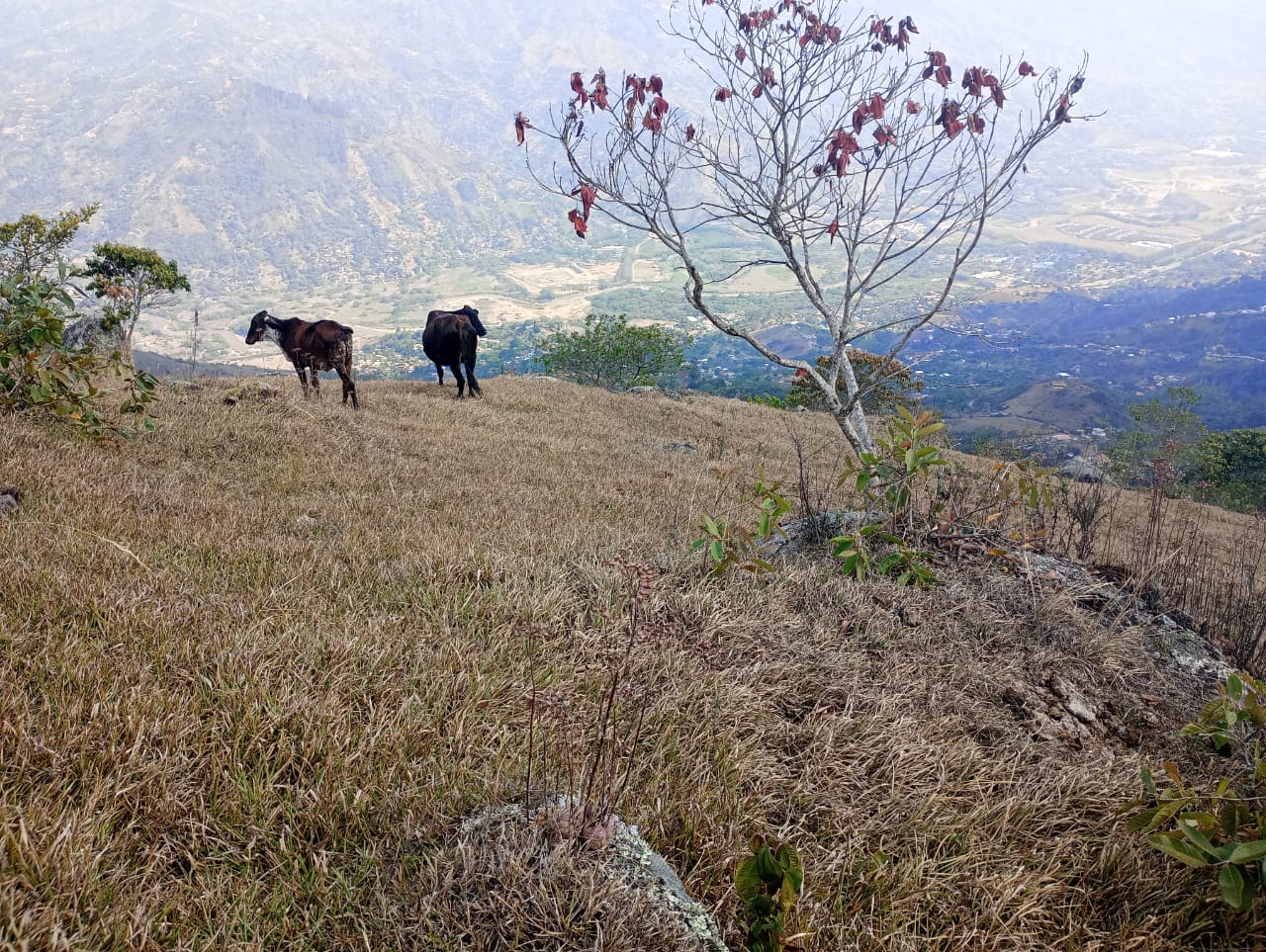 Se Vende Lote en la Vereda Altamira, en Barbosa Antioquia