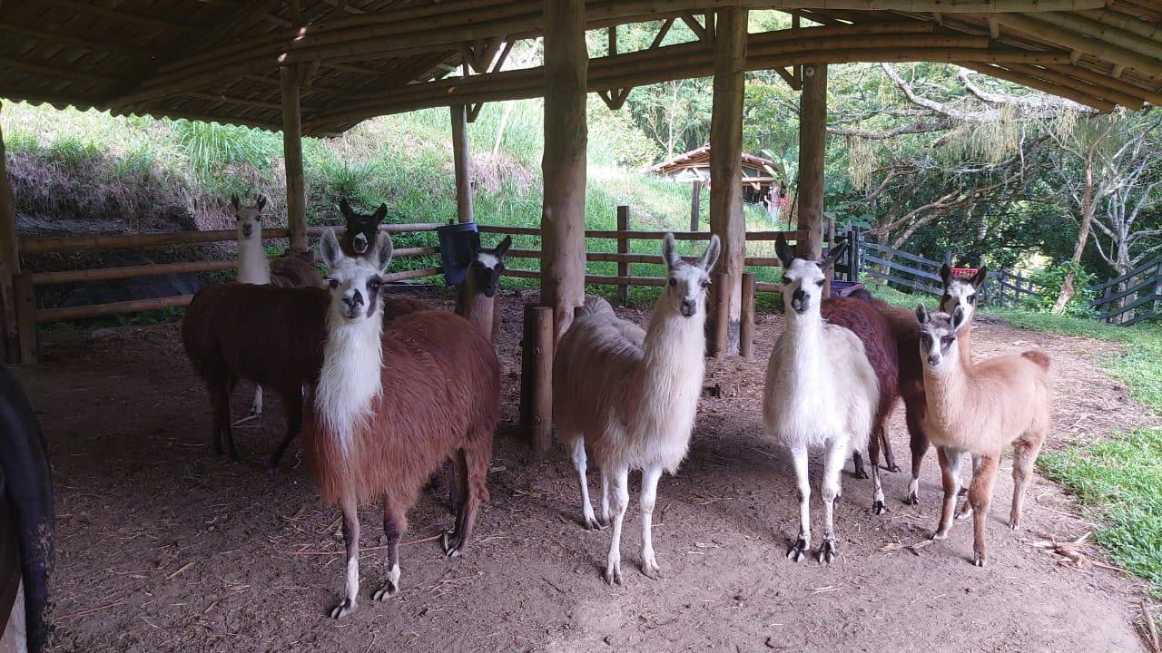 Venta de impresionante Finca GIRARDOTA Antioquia