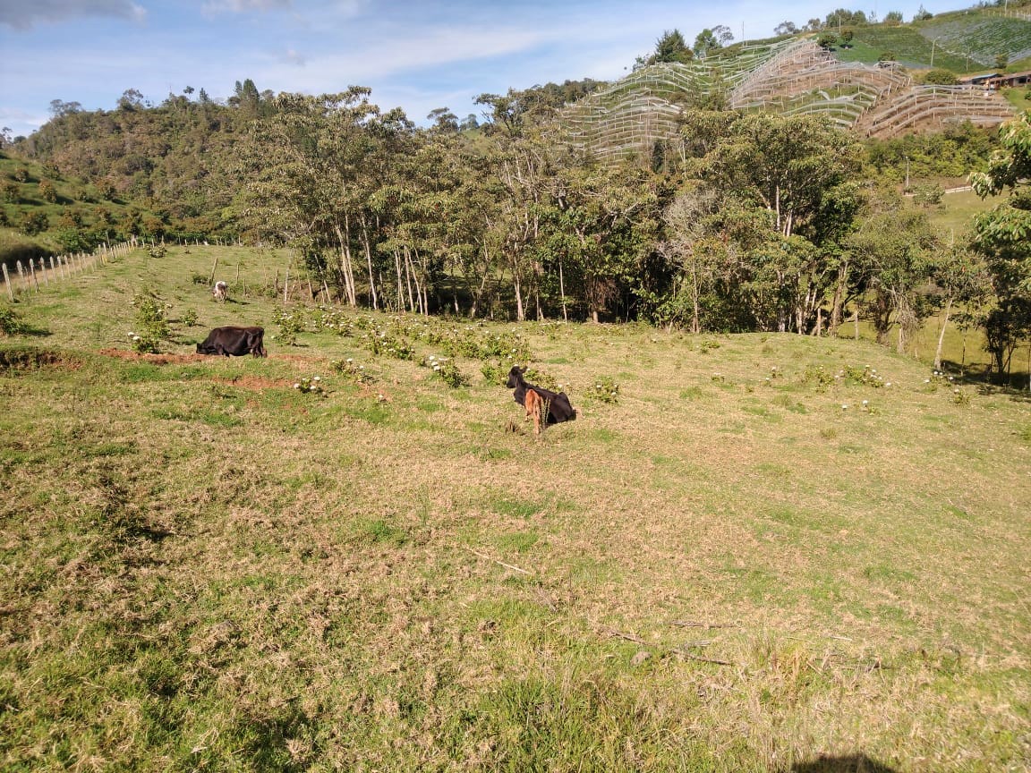 Lote Vereda Pantanillo El Retiro