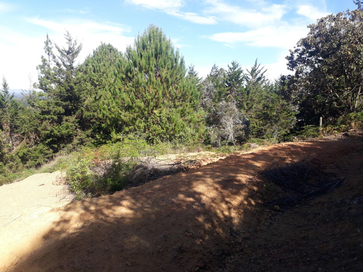 Lote en Rionegro Vereda La Mosquita - Imagen 2