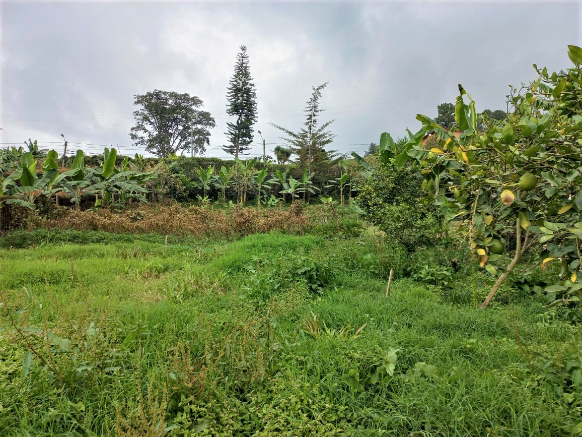 Lotes Independientes en La Ceja - Imagen 2