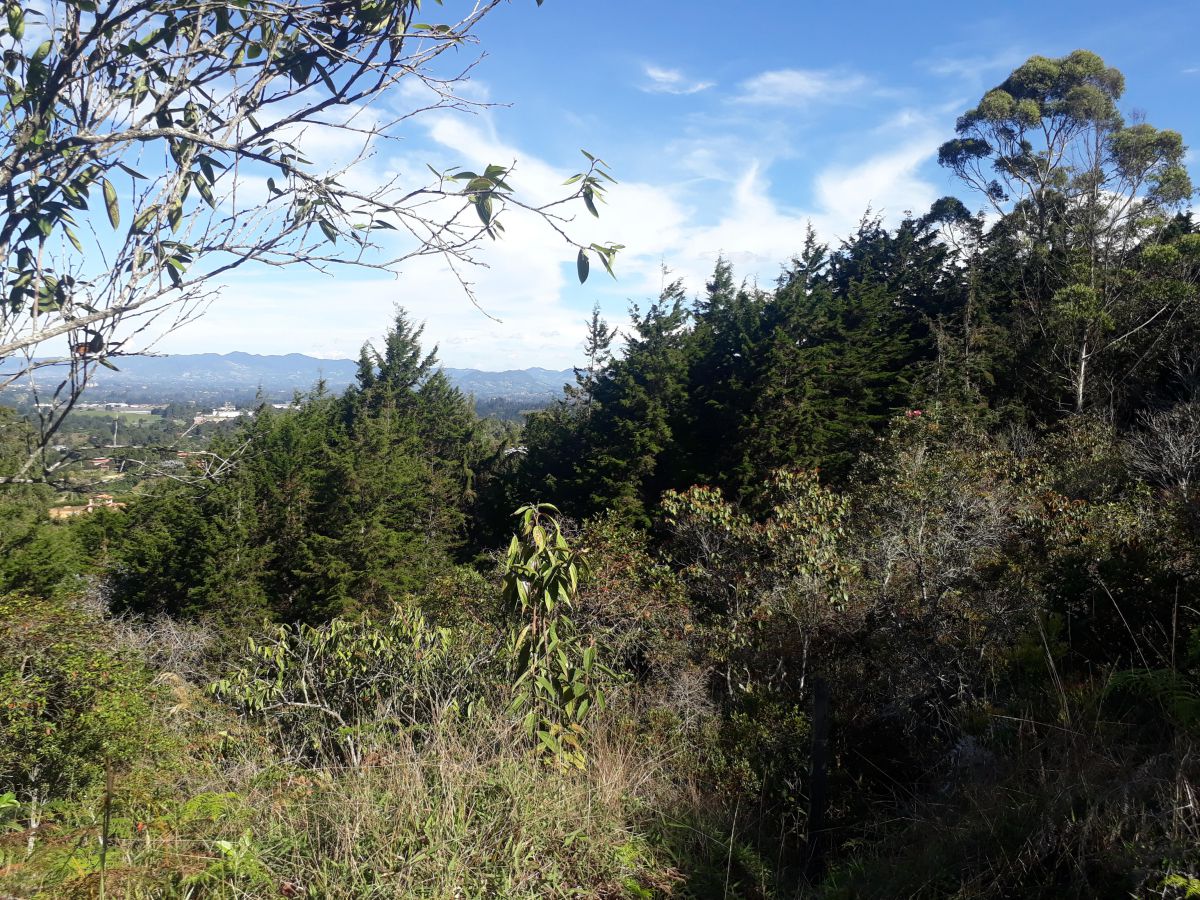 Lote en Rionegro Vereda La Mosquita - Imagen 3