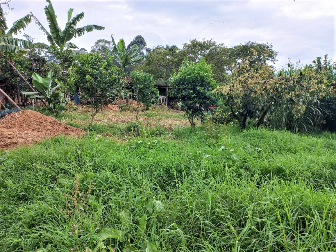 Lotes Independientes en La Ceja - Imagen 3