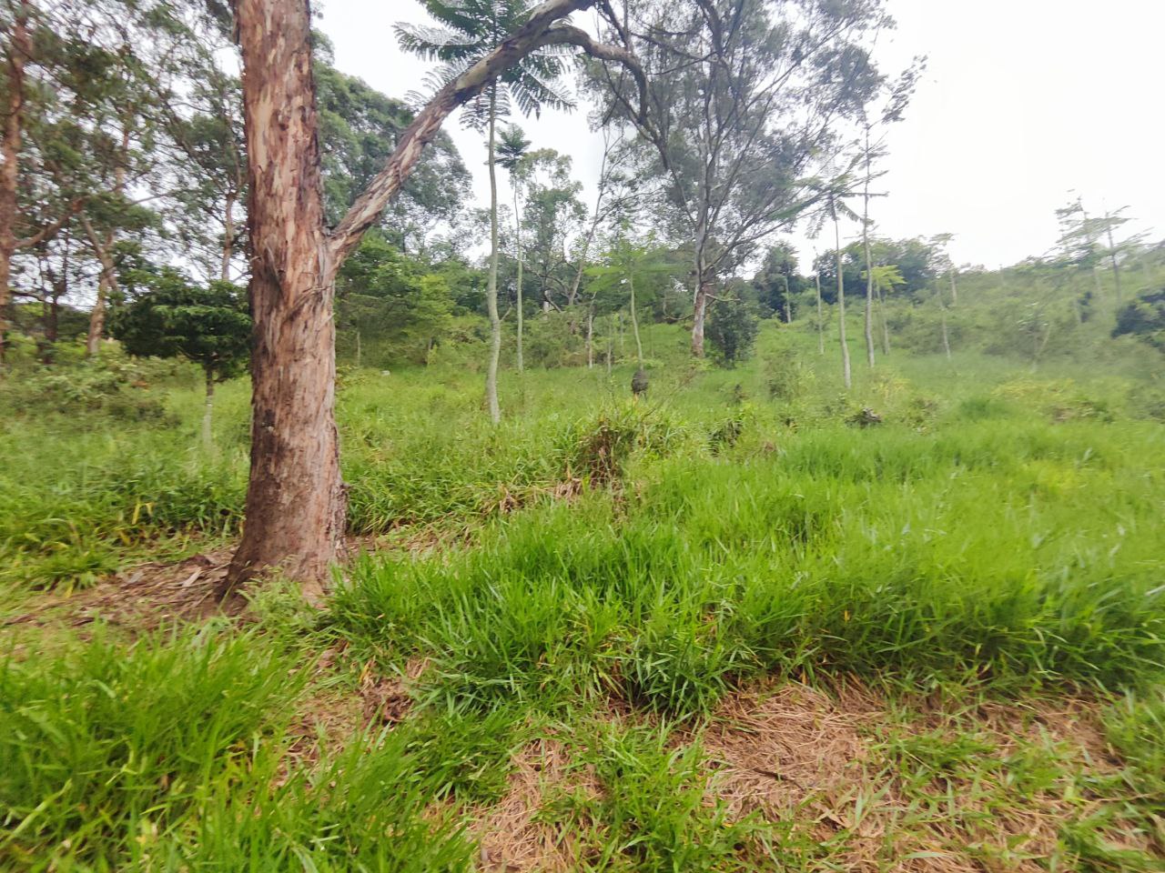 Foto 4 de Lote en Girardota Vereda portachuelo