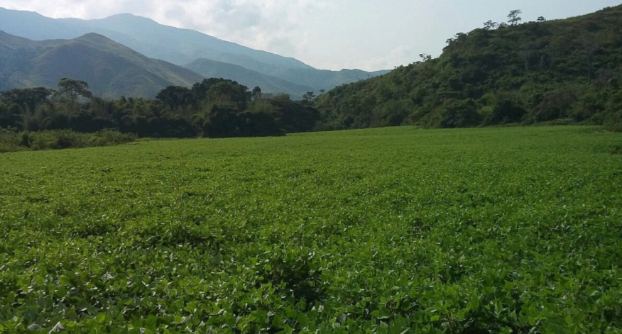 Se vende Hacienda 1659,39Ha  Bejuma, Carabobo - Otras fotos