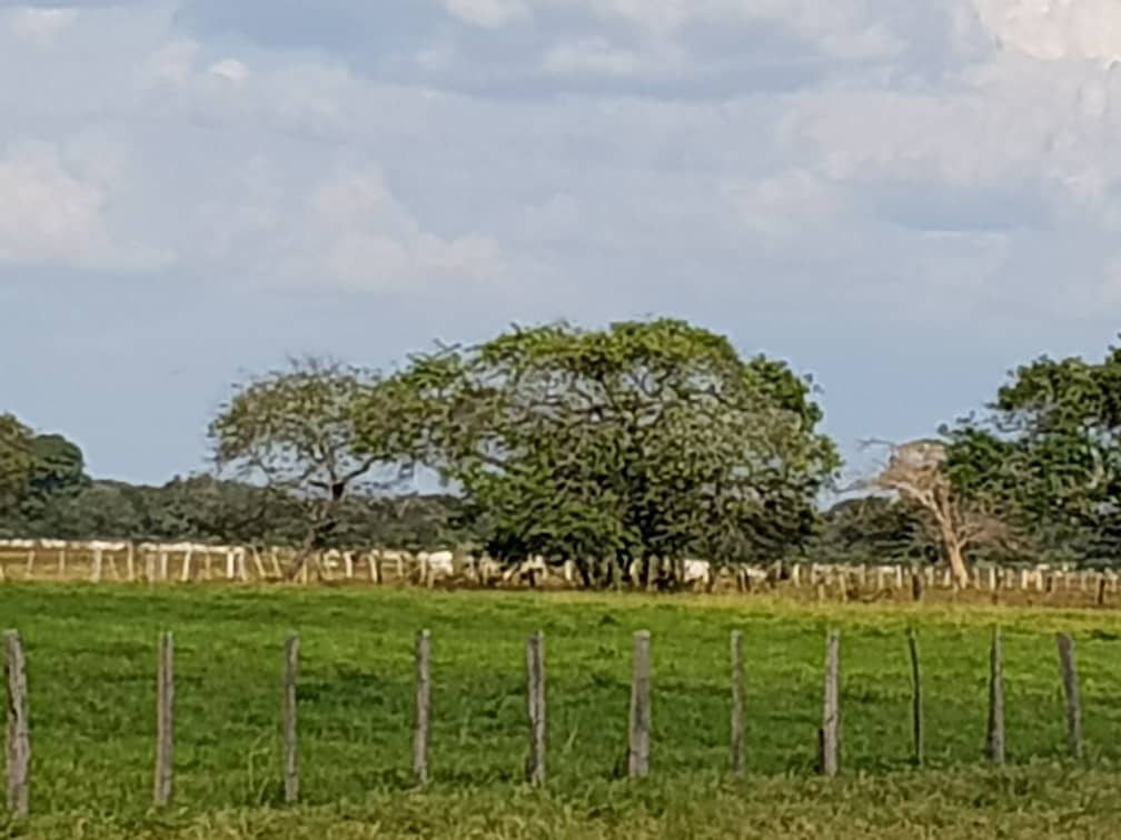 Se vende Finca 3650Has Guarico - Otras fotos