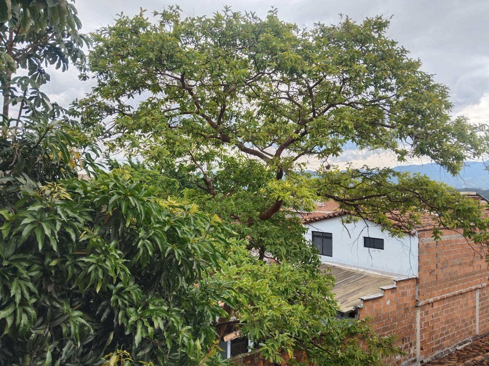 APARTAMENTO EN VENTA EN CAMPO VALDES COD 10712  - Foto 10