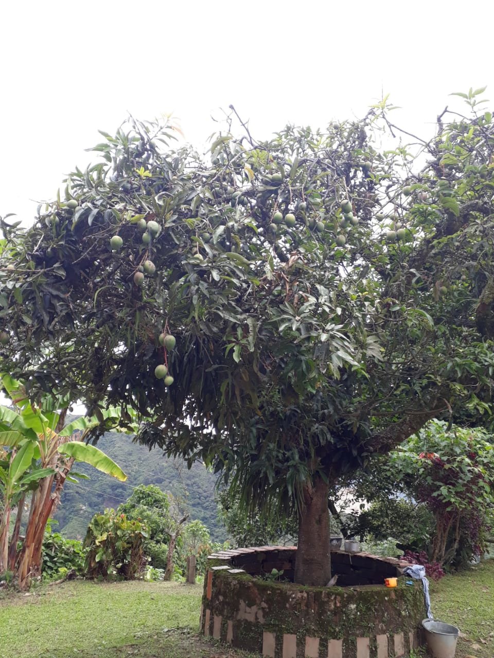 FINCA EN VENTA EN AMAGA COD 7426 - Foto 10