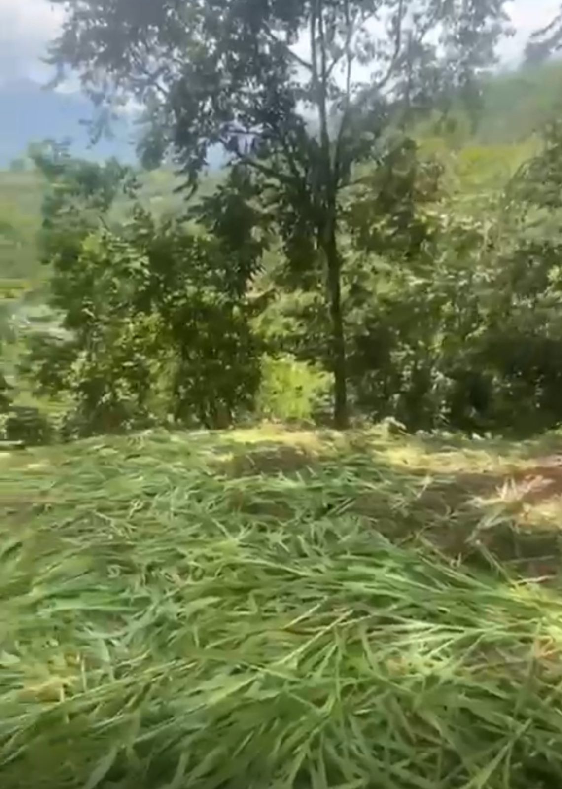 LOTE EN VENTA EN SAN CARLOS ANTIOQUIA COD 9685 - Foto 7