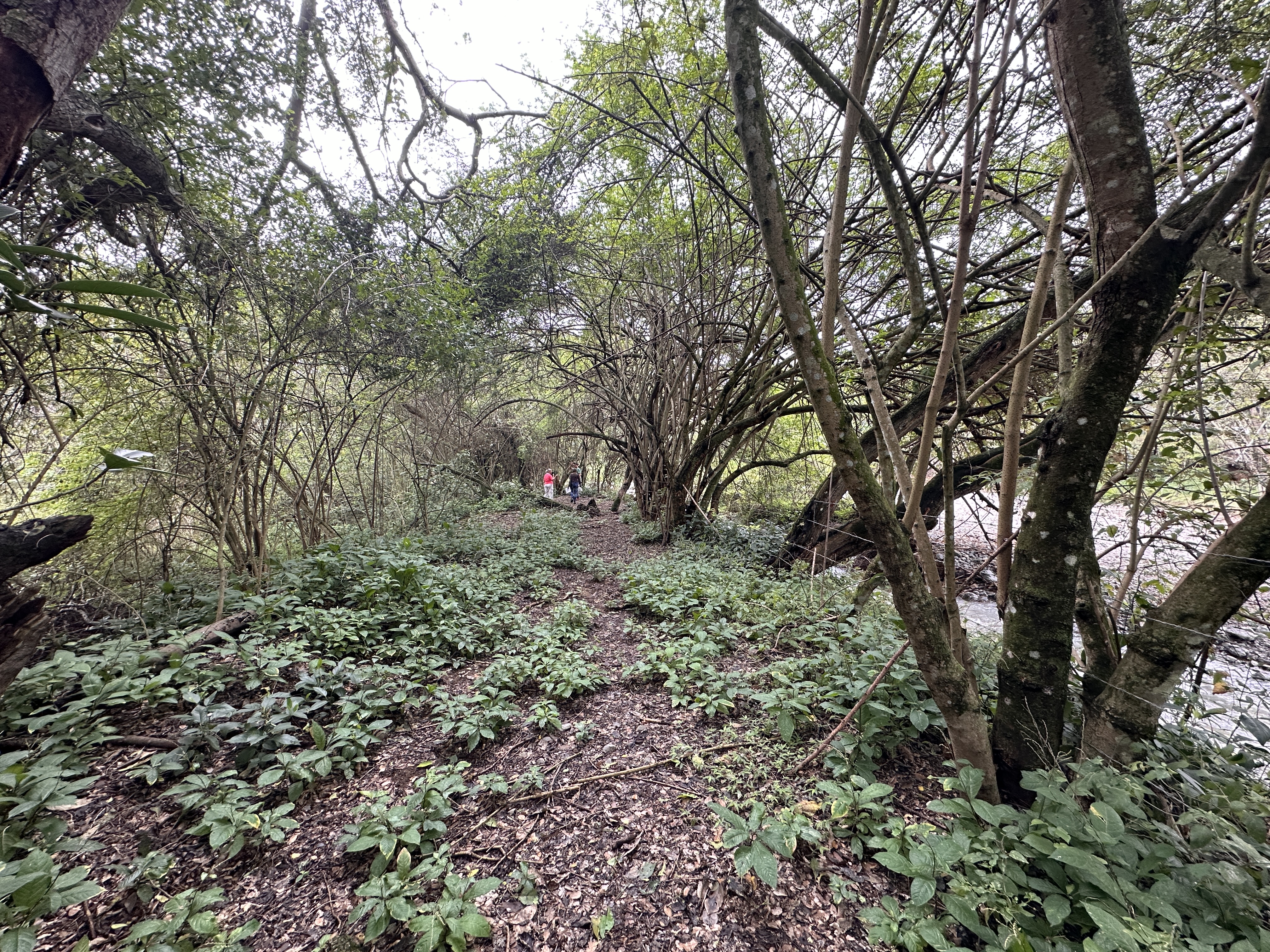 Finca Levaniega en Venta, Vía  Palmira  - Pradera,