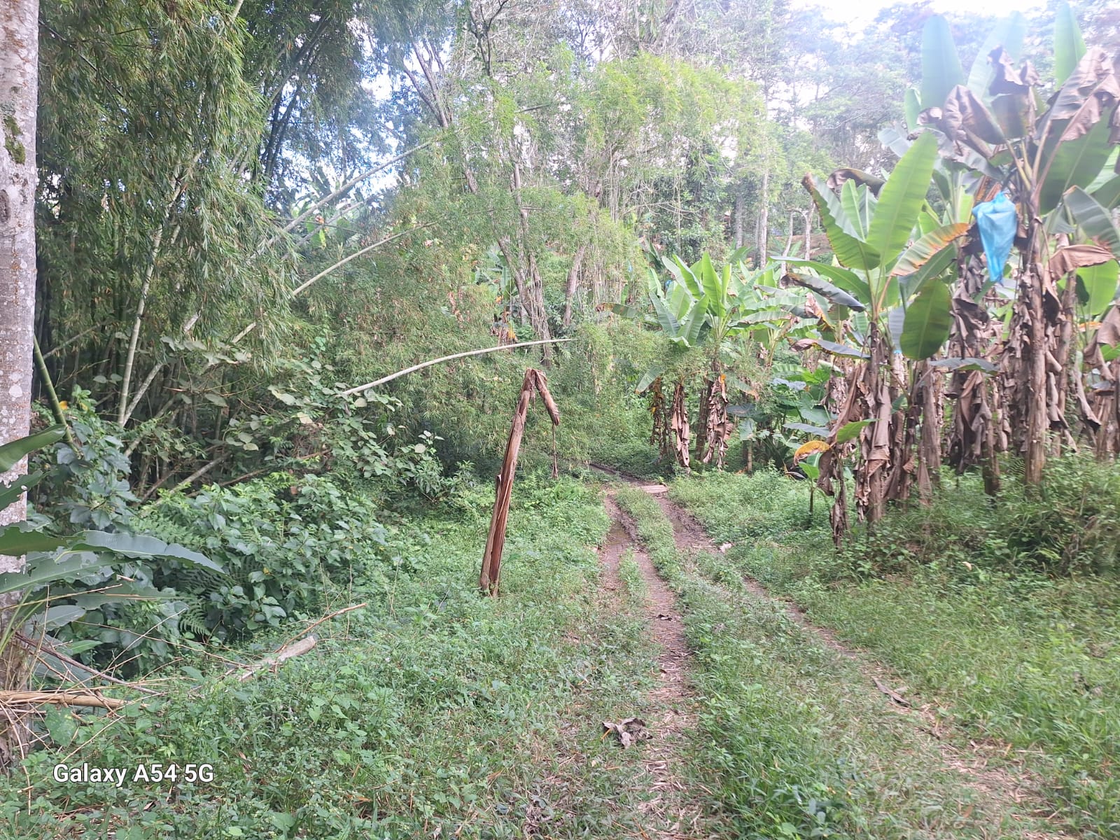 Venta Finca Armenia Quindio Colombia COD: 8431866