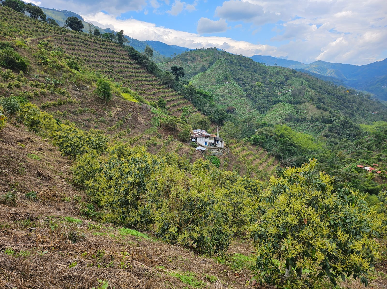 Venta Finca Genova Quindio COD: 8035924