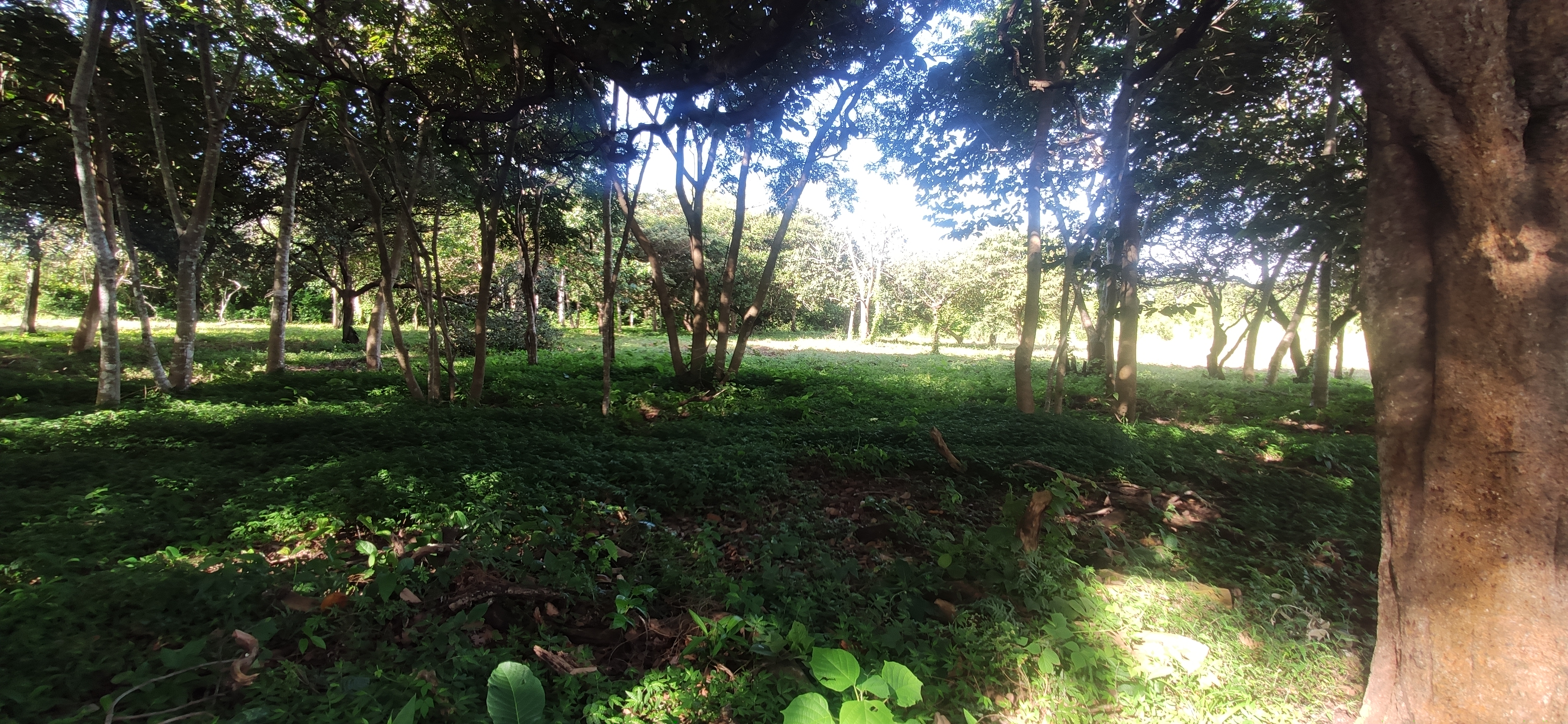 Lote en venta, MG, La Flor, Liberia, Guanacaste