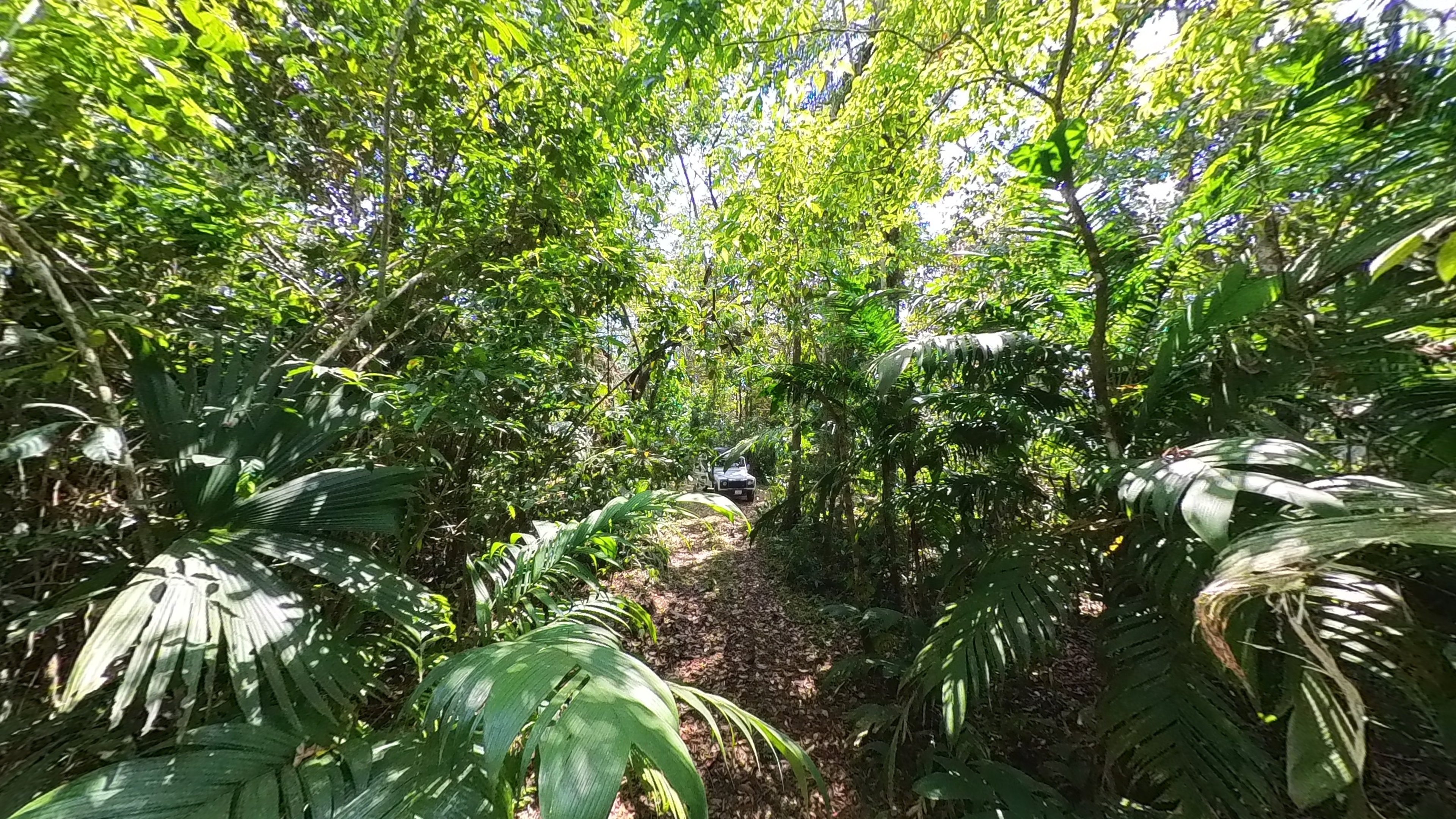 Rosibel Farm, Birdwatching paradise, La Verbena, Upala, Costa Rica