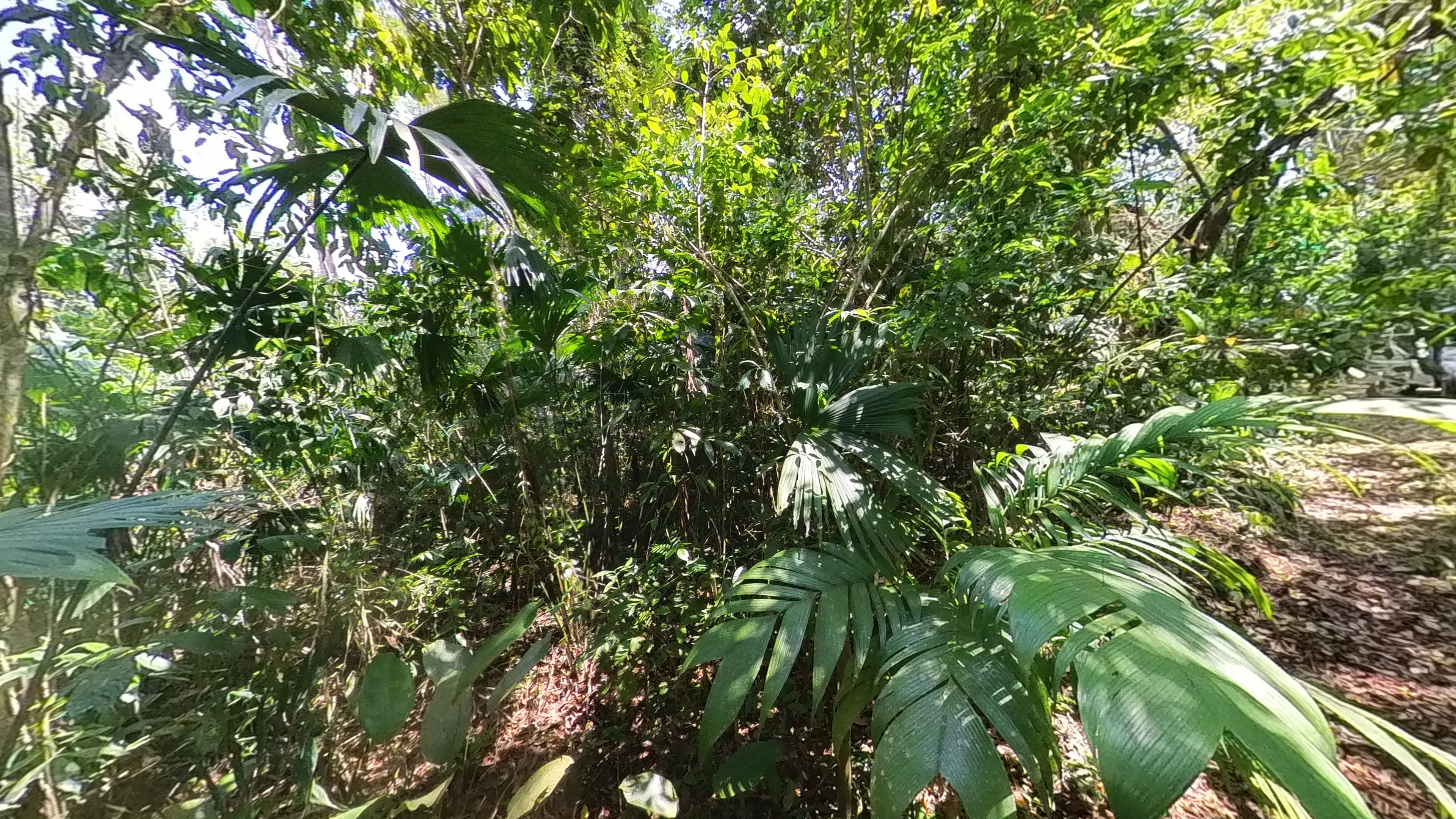 Rosibel Farm, Birdwatching paradise, La Verbena, Upala, Costa Rica
