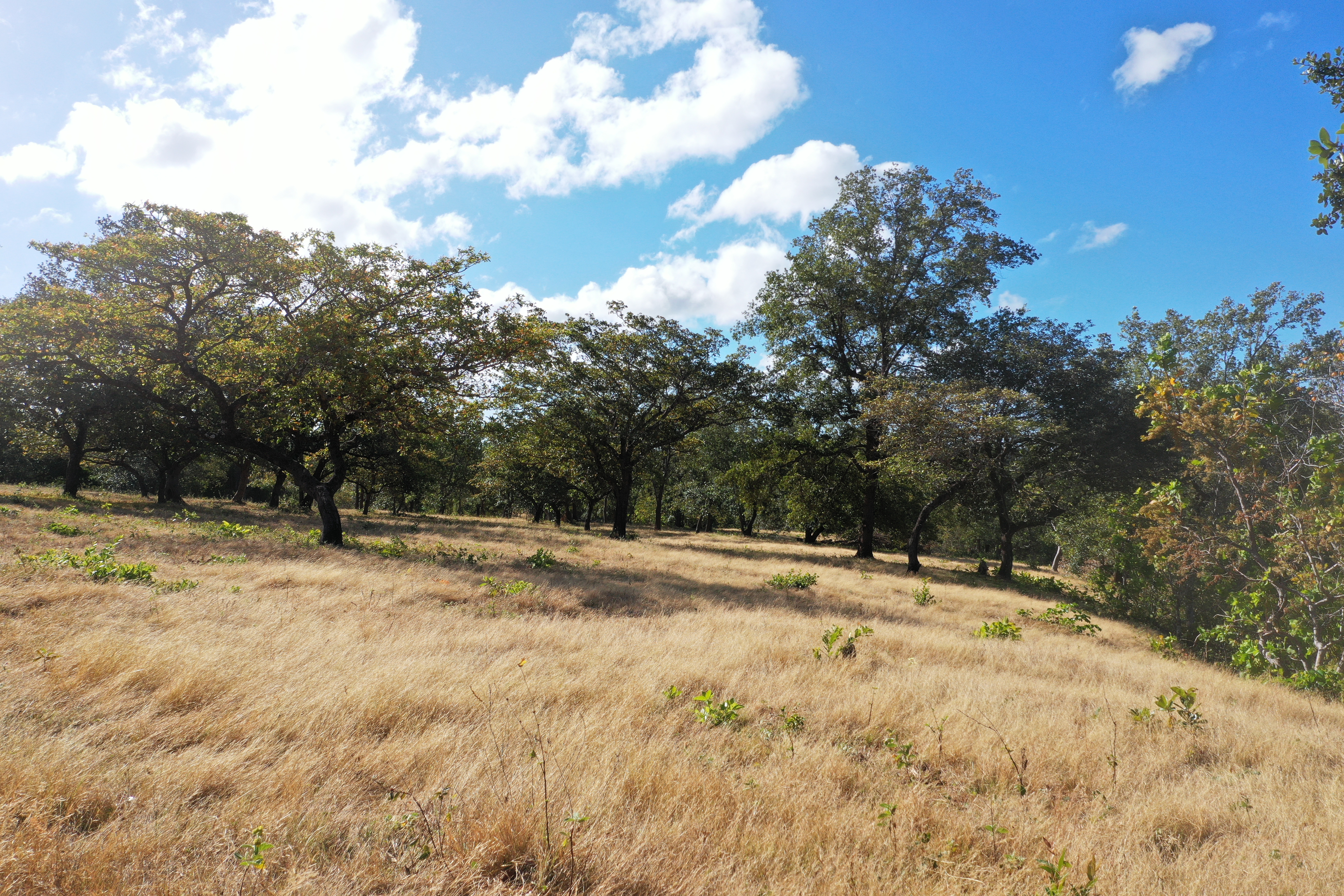 FARM FOR SALE - CURUBANDE | LIBERIA