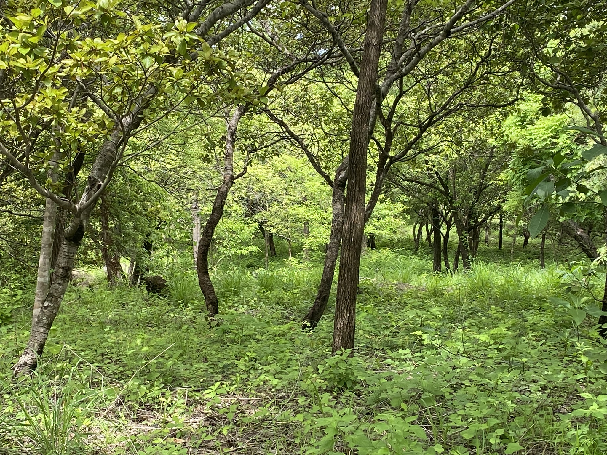 Lote en venta AZ, Quintas Don Miguel, Bagaces, Guanacaste