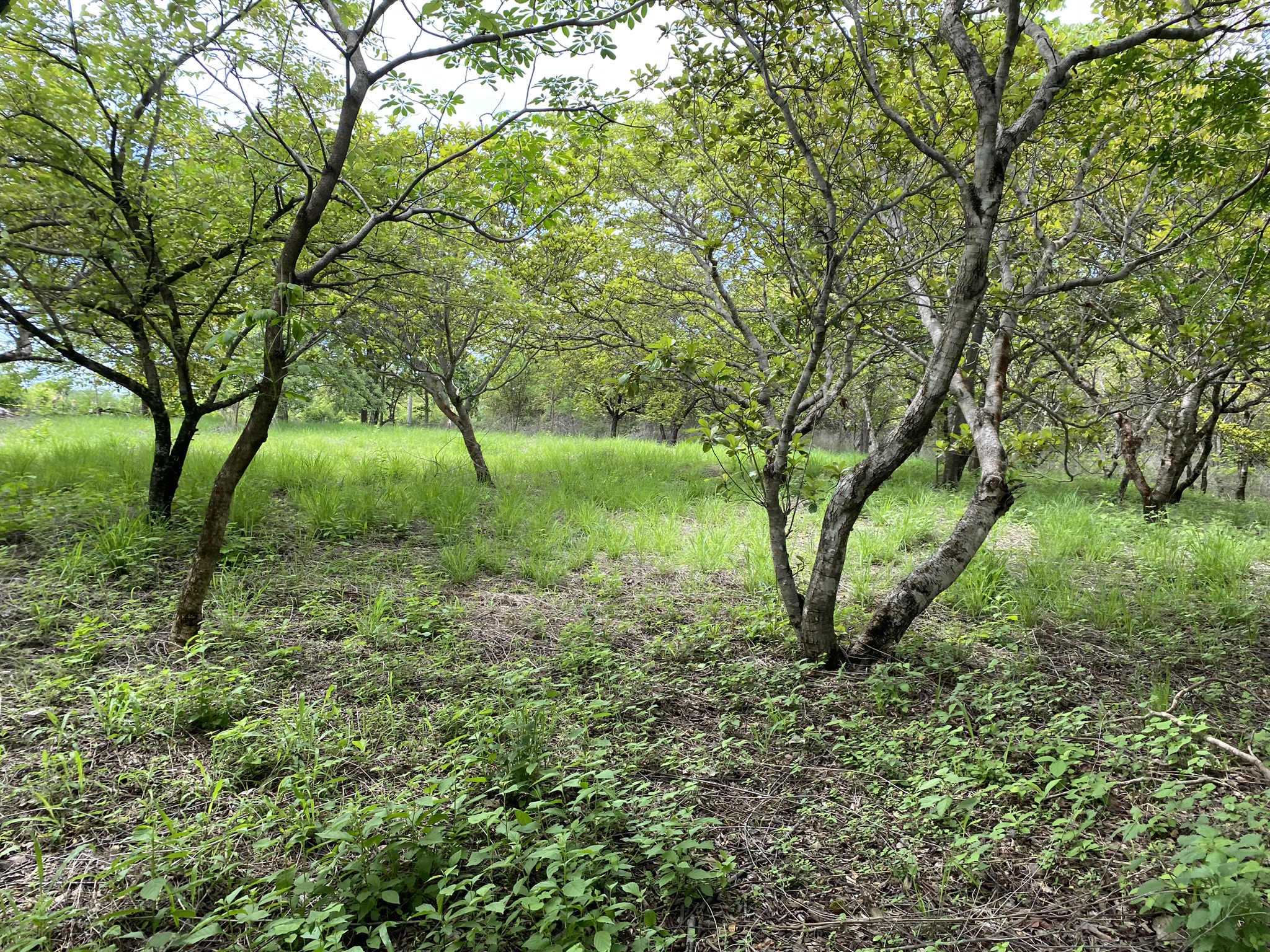 Lote en venta AZ, Quintas Don Miguel, Bagaces, Guanacaste