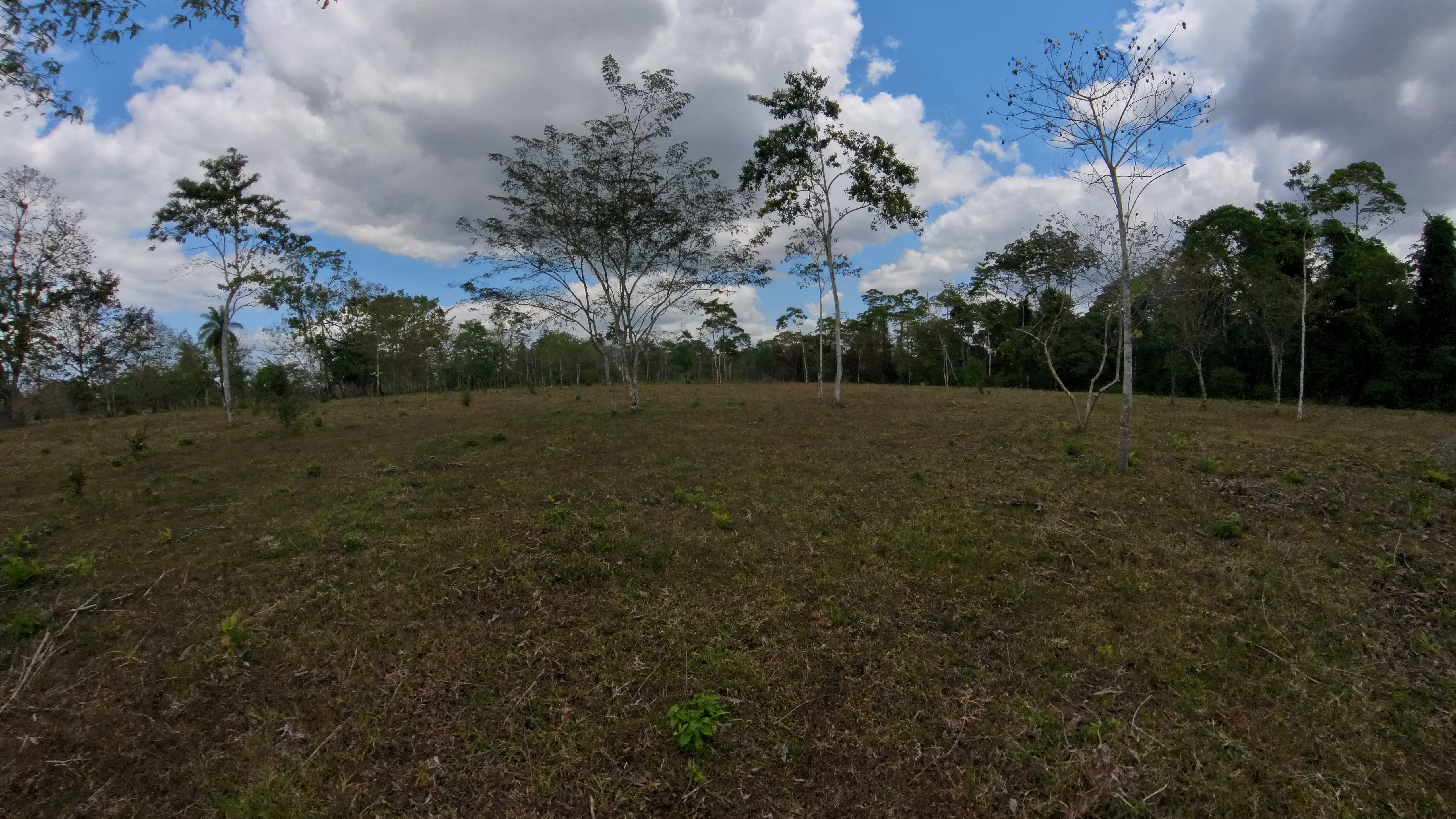 Rosibel Farm, Birdwatching paradise, La Verbena, Upala, Costa Rica