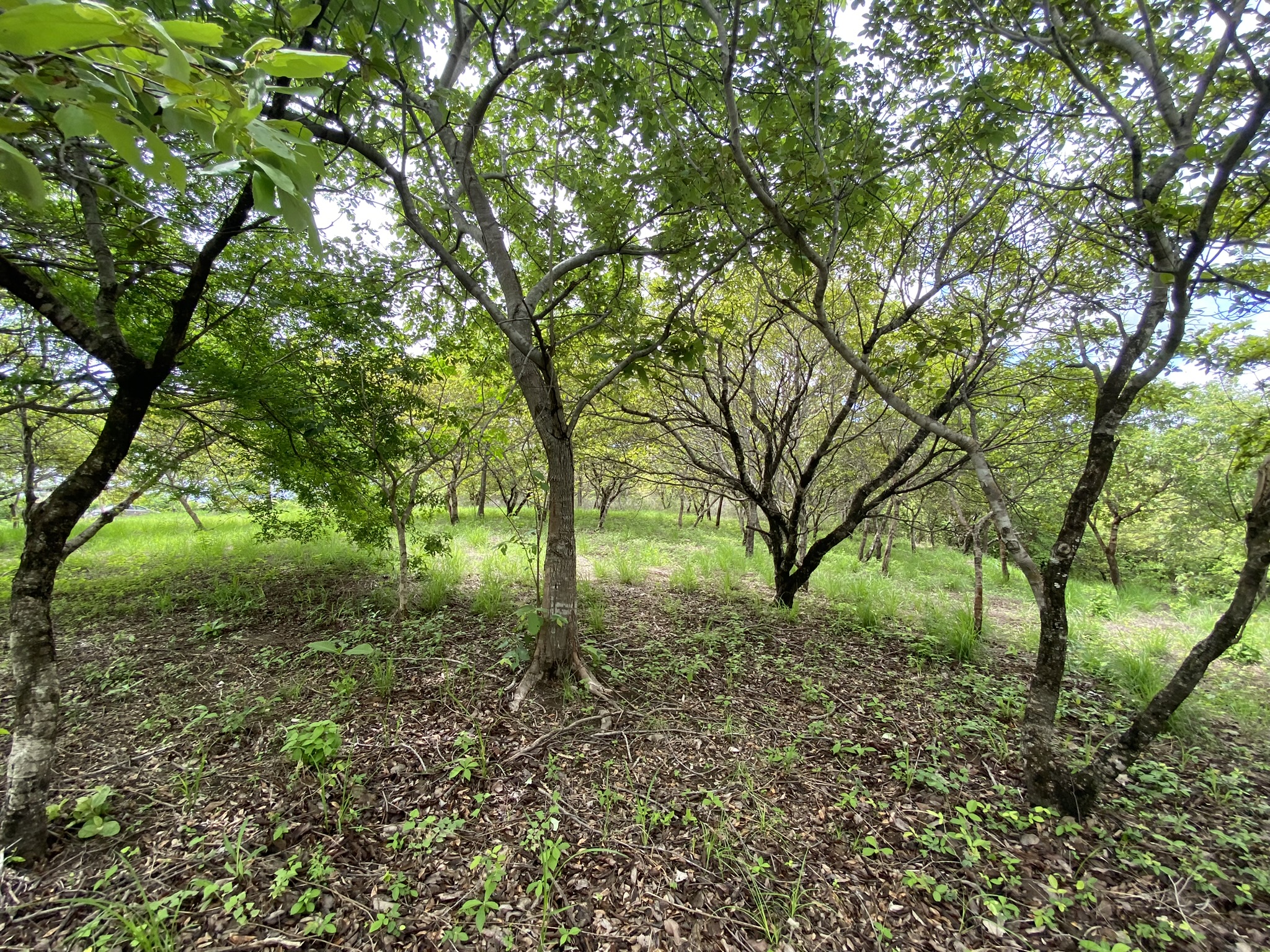 Lote en venta AZ, Quintas Don Miguel, Bagaces, Guanacaste