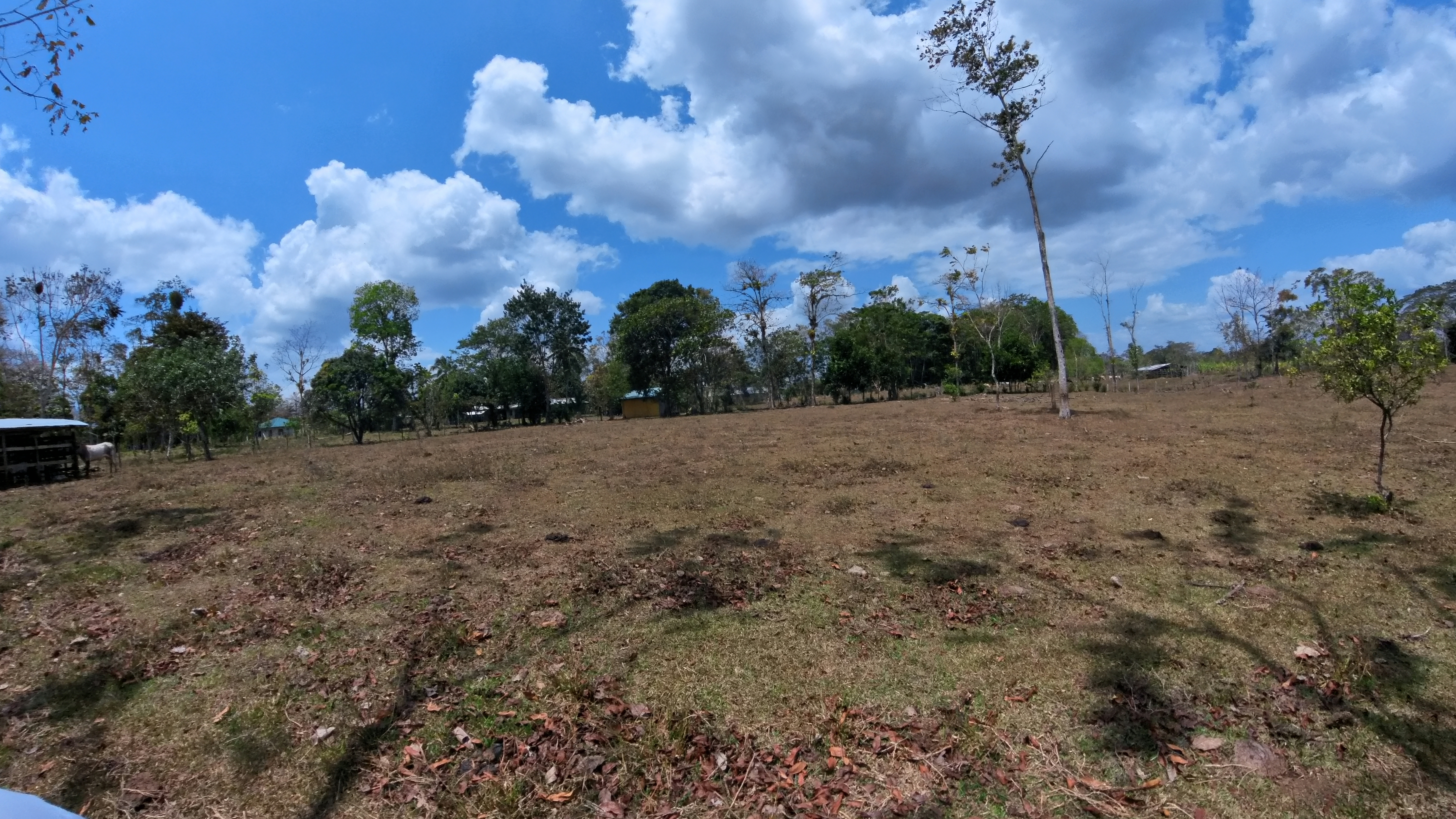 Rosibel Farm, Birdwatching paradise, La Verbena, Upala, Costa Rica