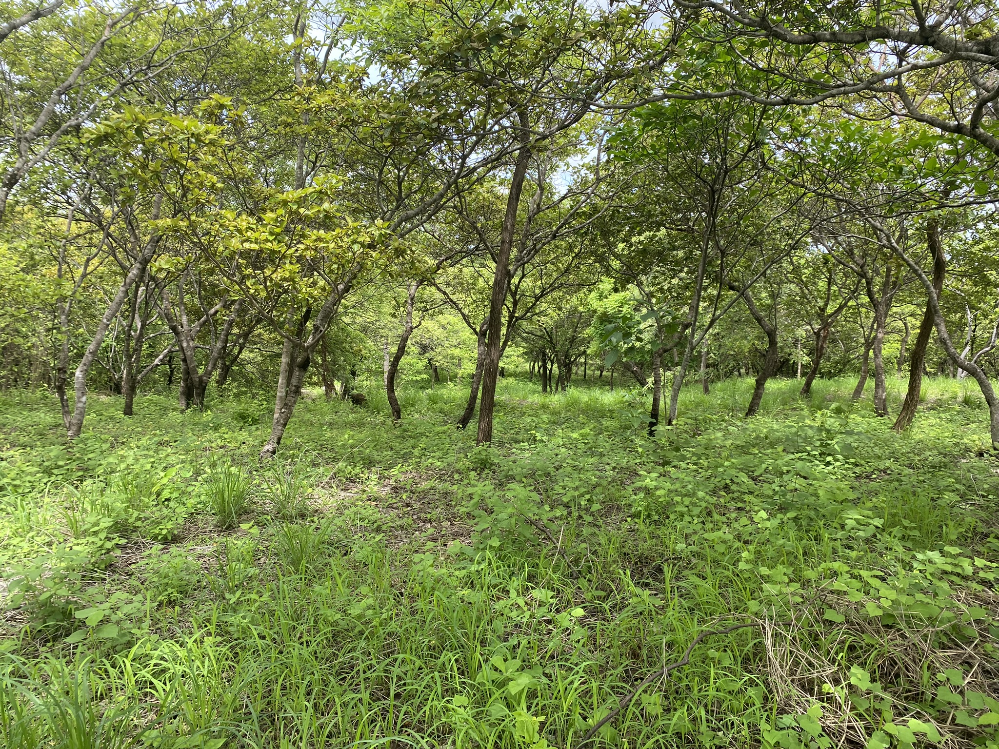 Lote en venta AZ, Quintas Don Miguel, Bagaces, Guanacaste