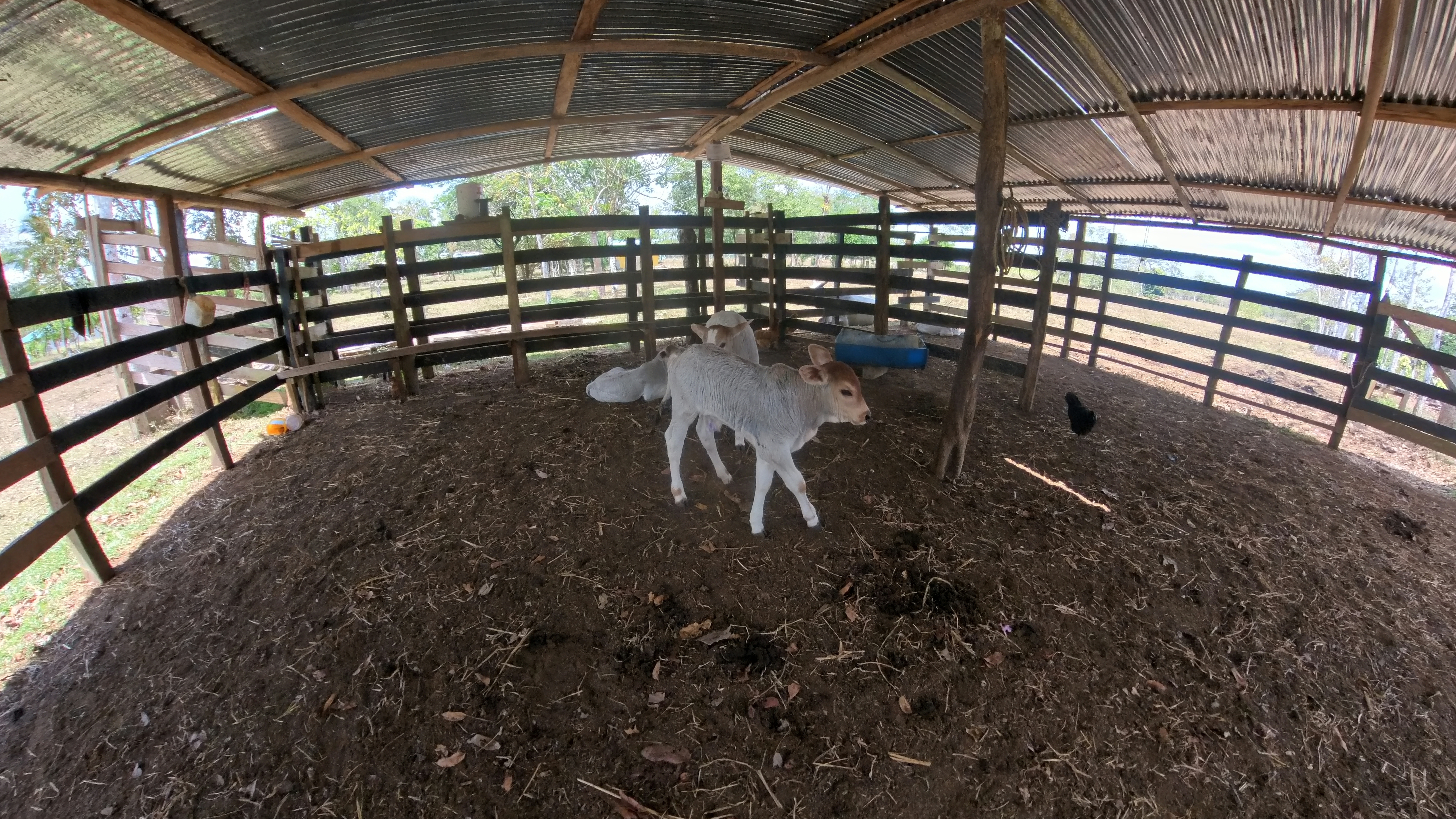 Rosibel Farm, Birdwatching paradise, La Verbena, Upala, Costa Rica