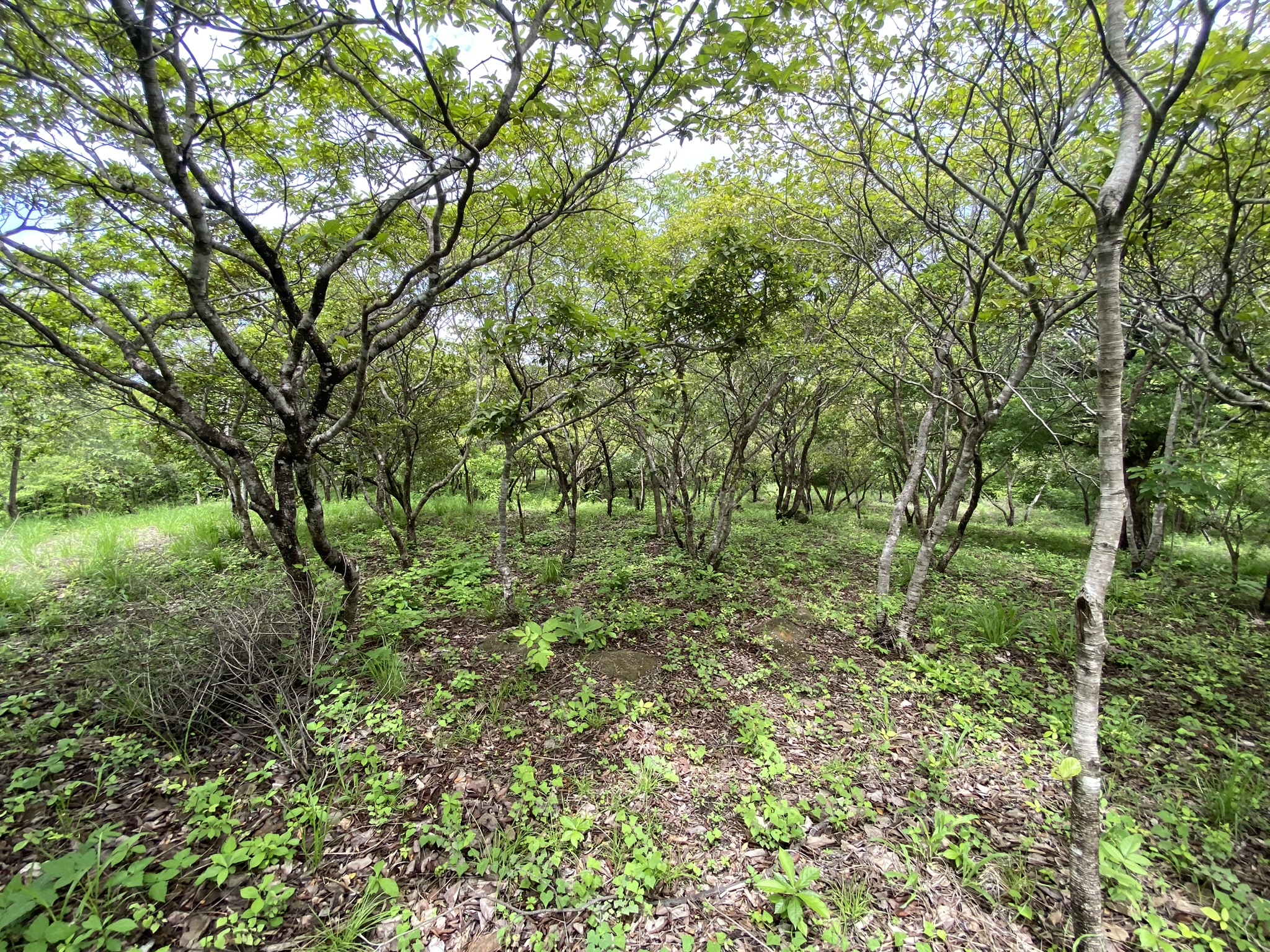 Lote en venta AZ, Quintas Don Miguel, Bagaces, Guanacaste