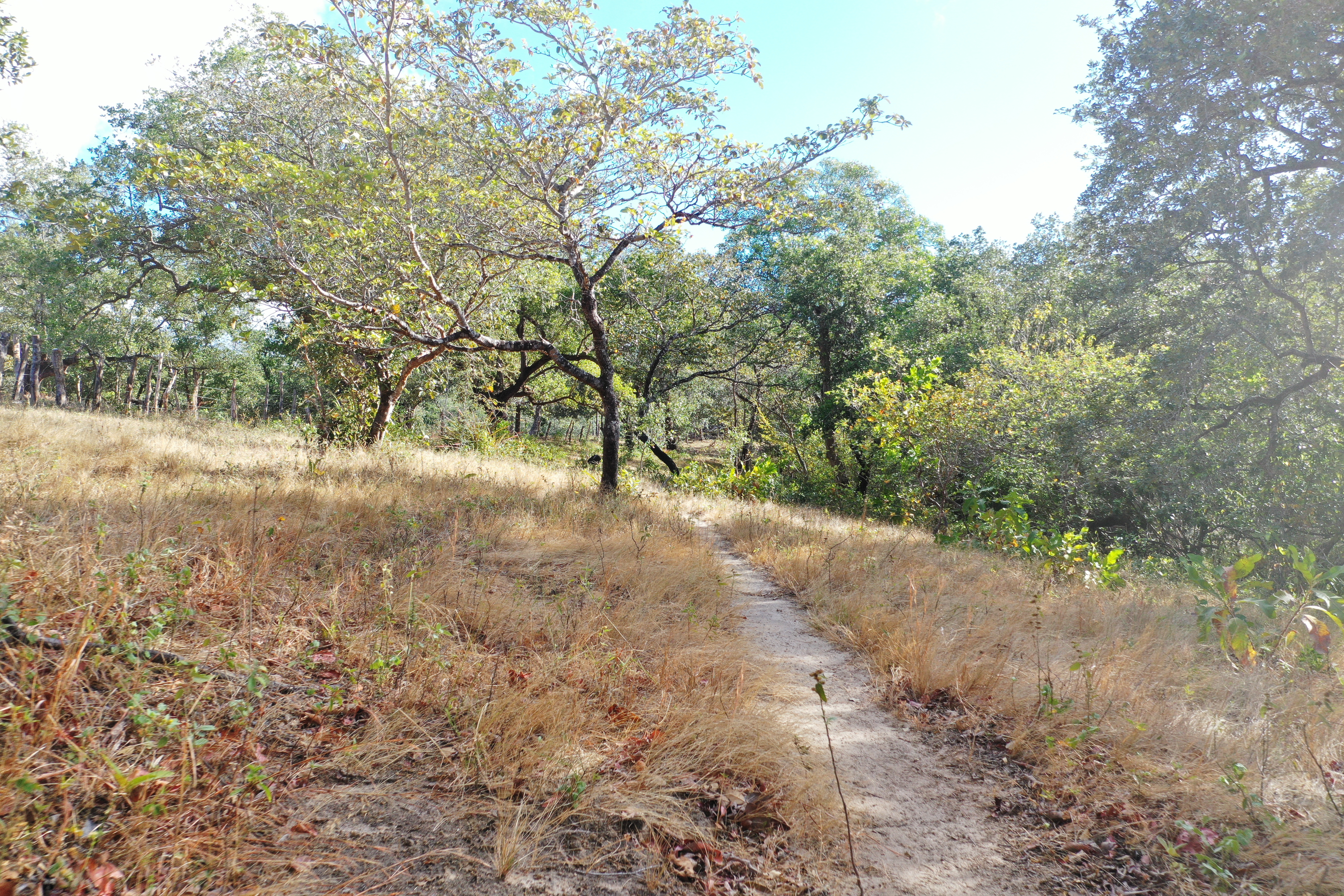 FARM FOR SALE - CURUBANDE | LIBERIA