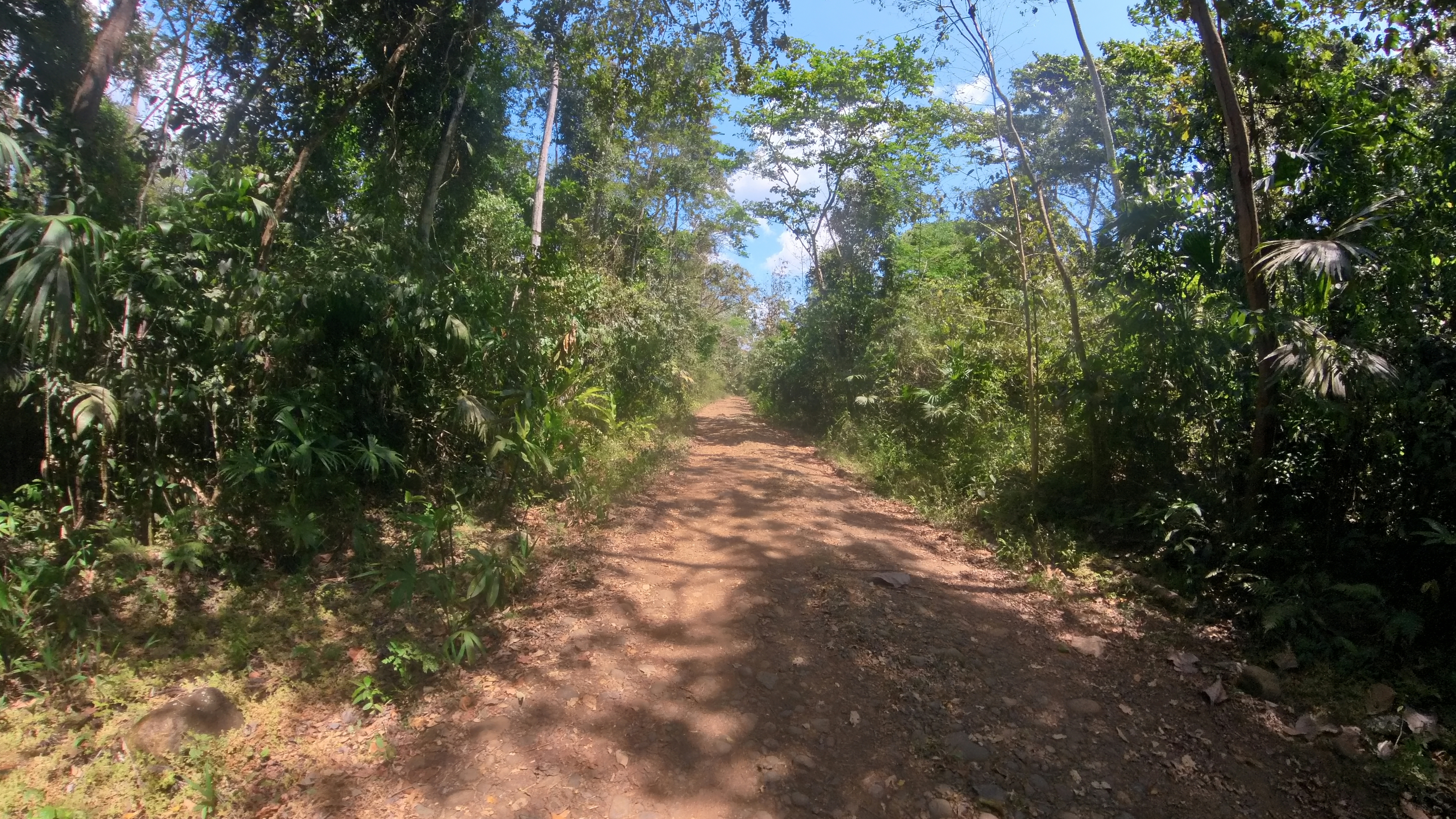 Rosibel Farm, Birdwatching paradise, La Verbena, Upala, Costa Rica