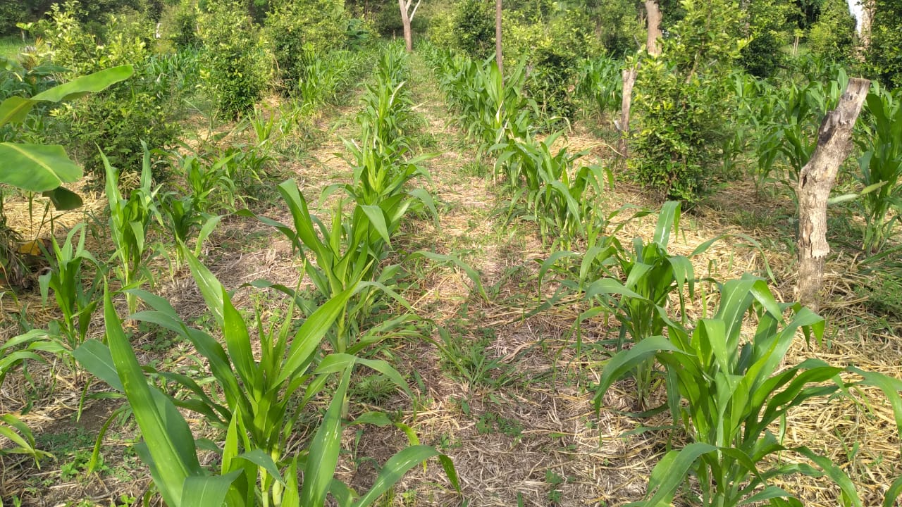 VENDO TERRENO - LIBERIA , Guanacaste, Costa Rica